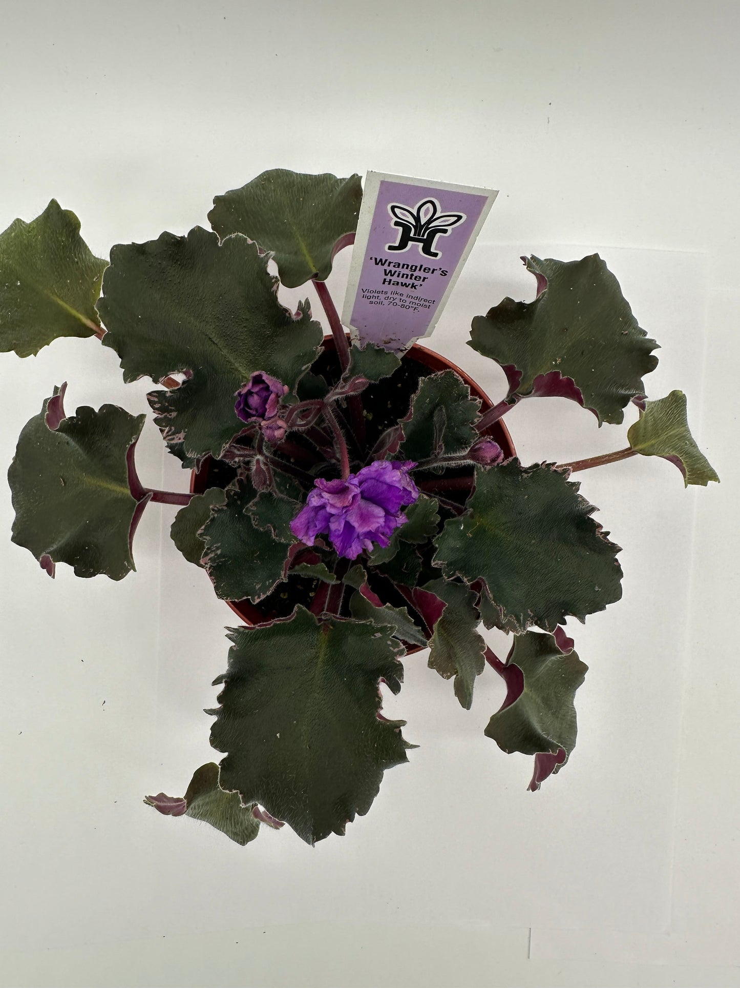 Wrangler's Winter Hawk - Live African Violet 4"