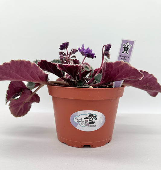 Wrangler's Winter Hawk - Live African Violet 6"