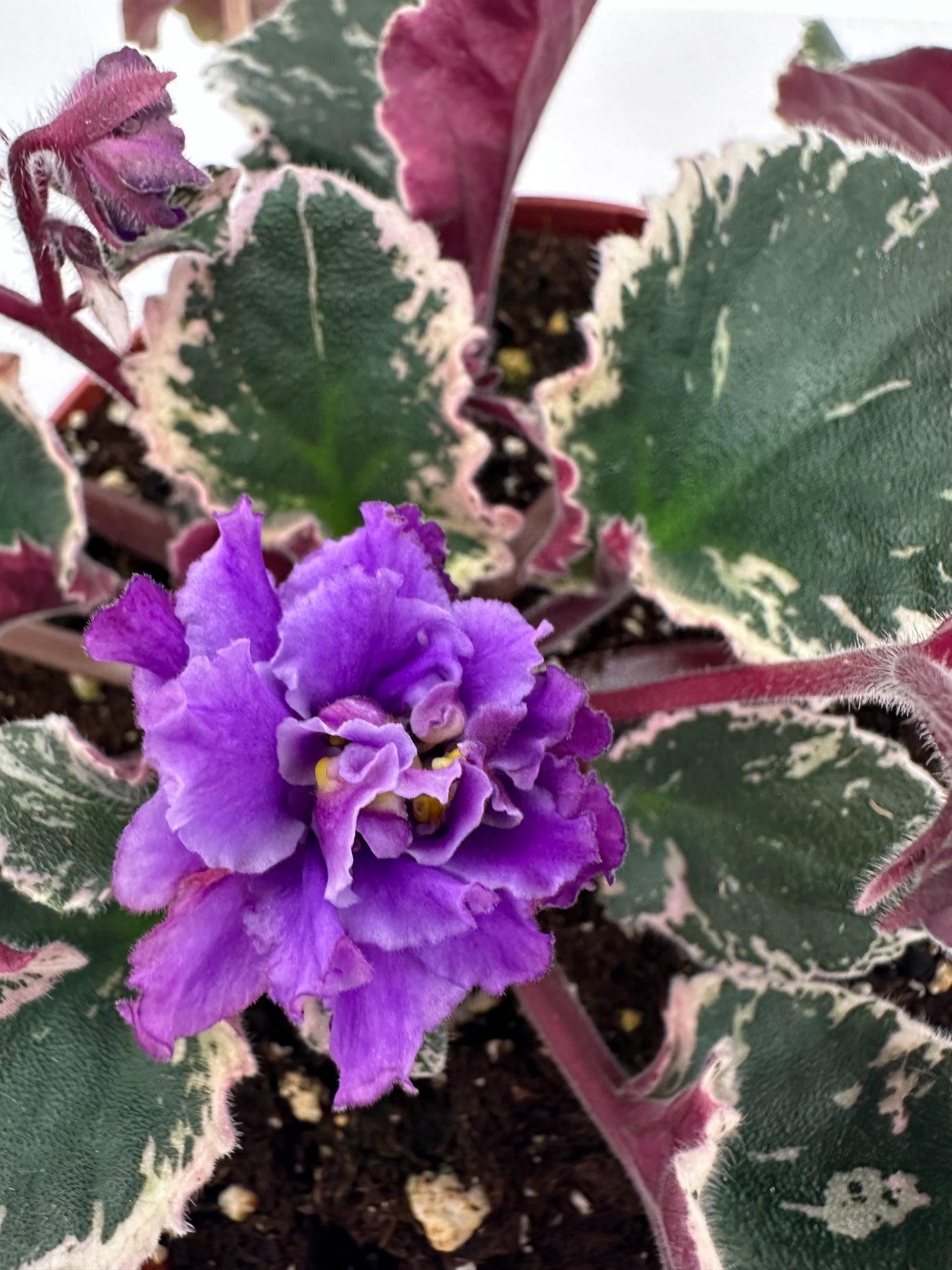 Wrangler's Winter Hawk - Live African Violet 6"