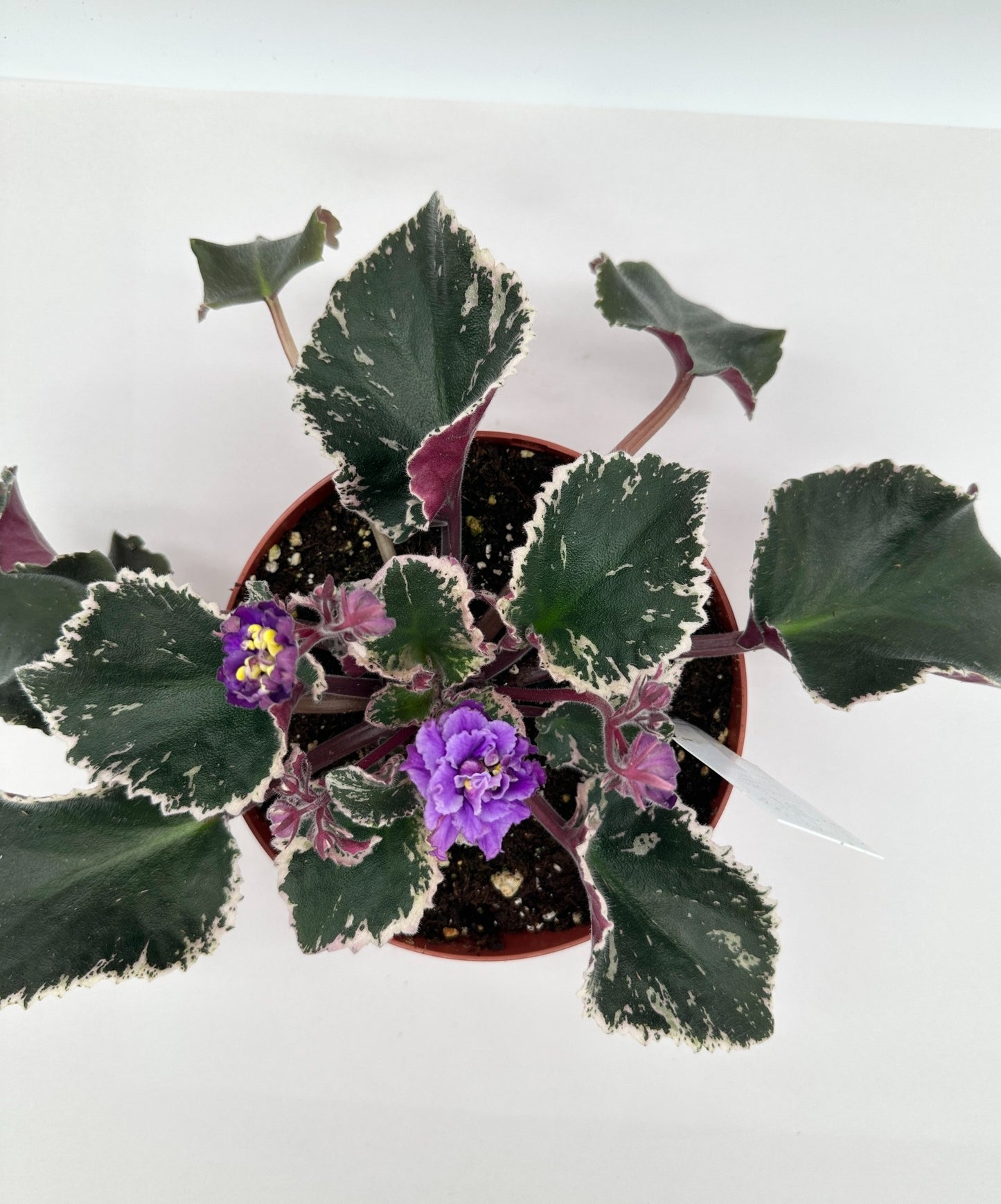 Wrangler's Winter Hawk - Live African Violet 6"