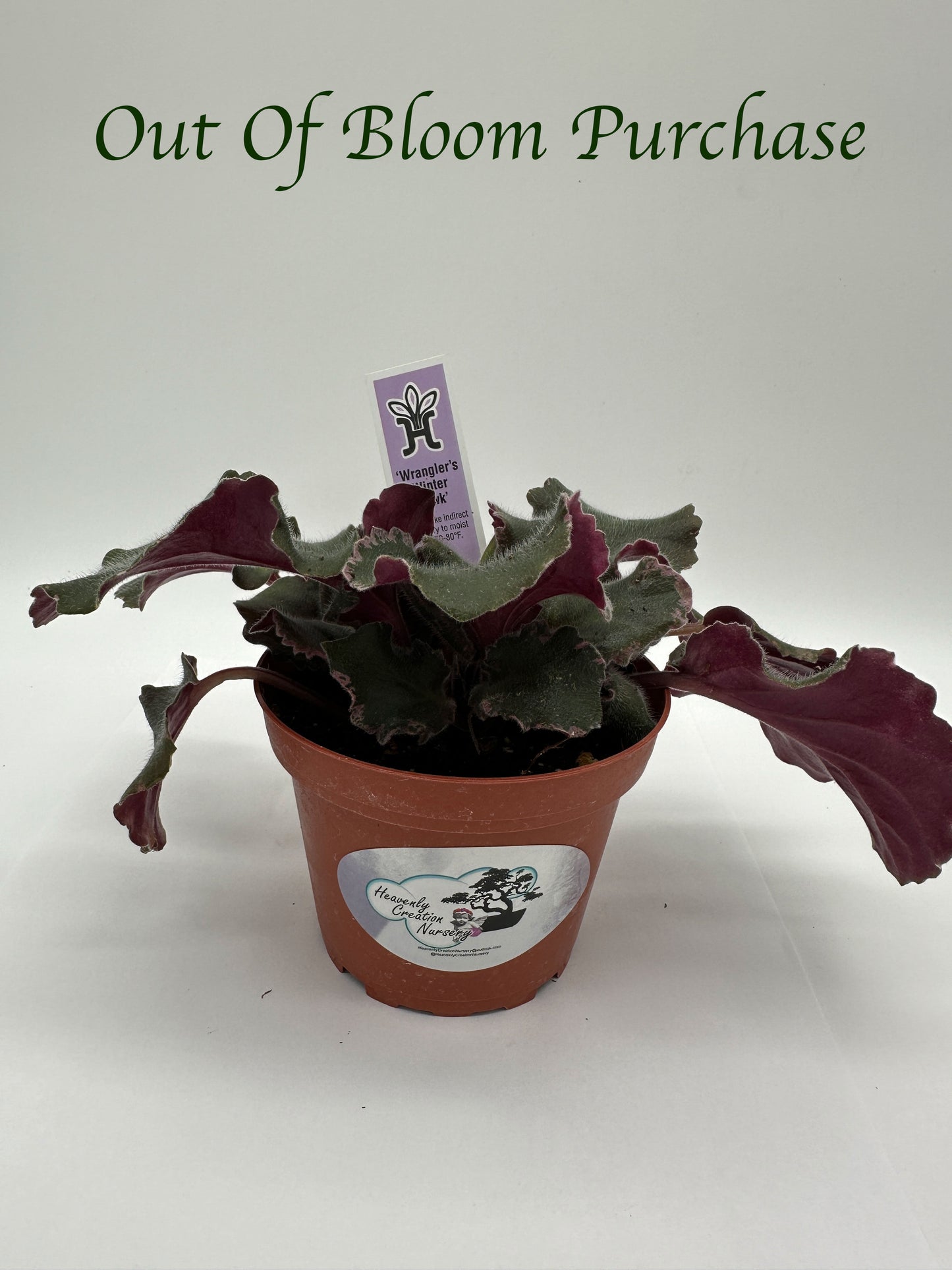 Wrangler's Winter Hawk - Live African Violet 4"