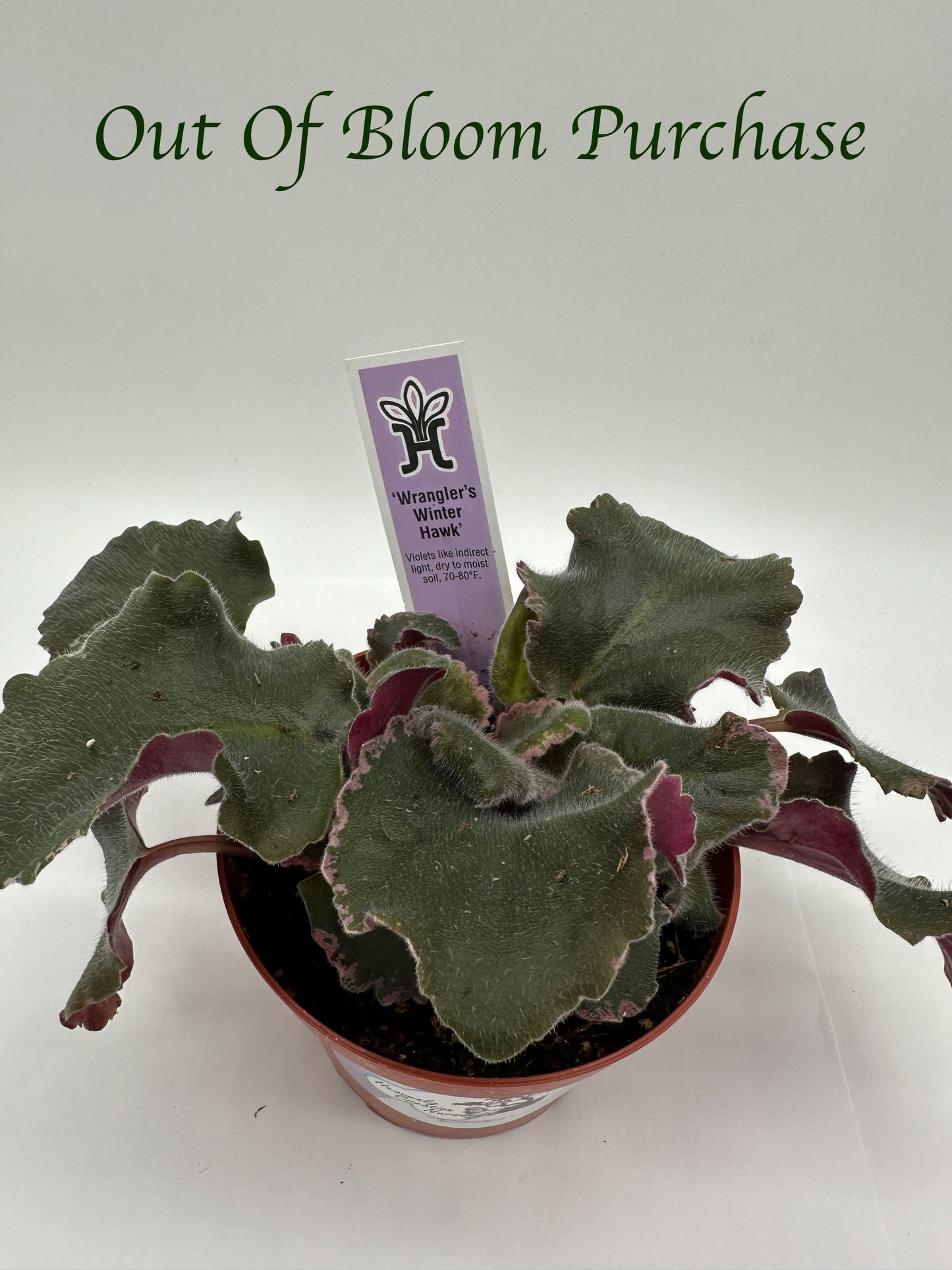 Wrangler's Winter Hawk - Live African Violet 4"