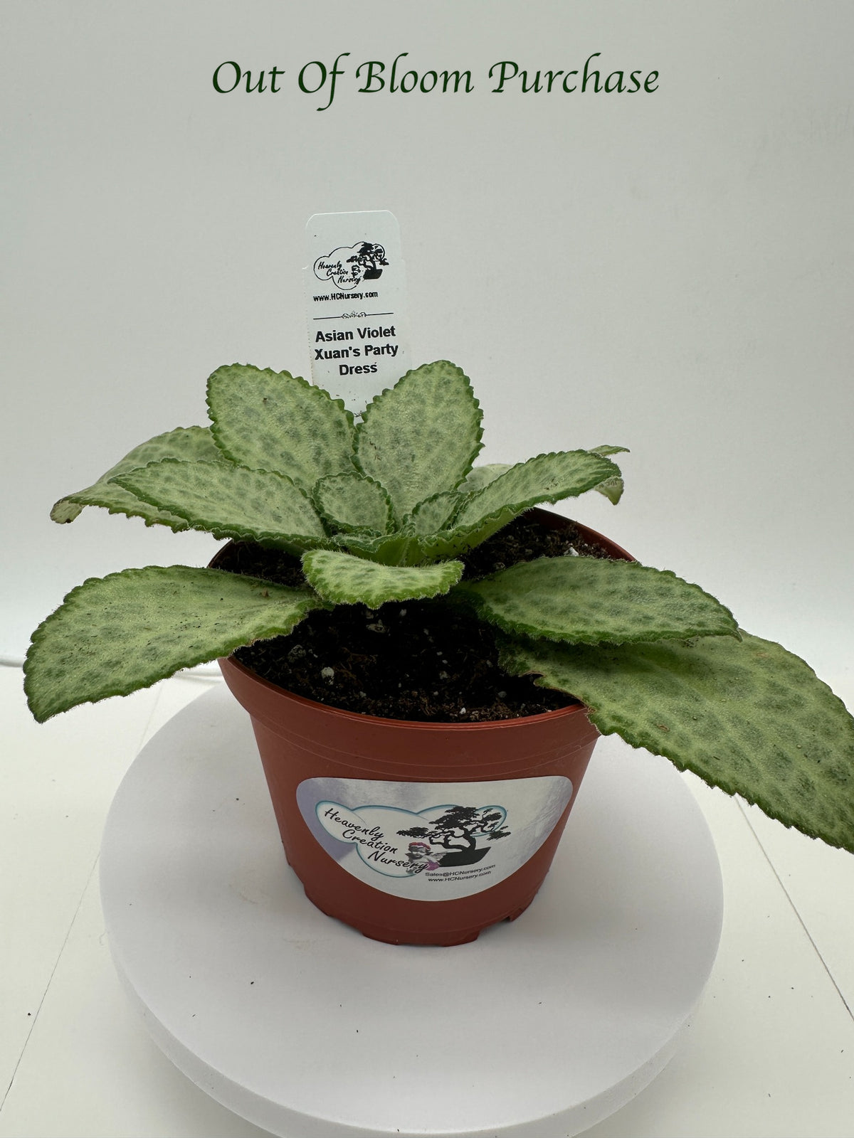 Xuan's Party Dress Asian Violet (Primulina) - Live Plant 4"