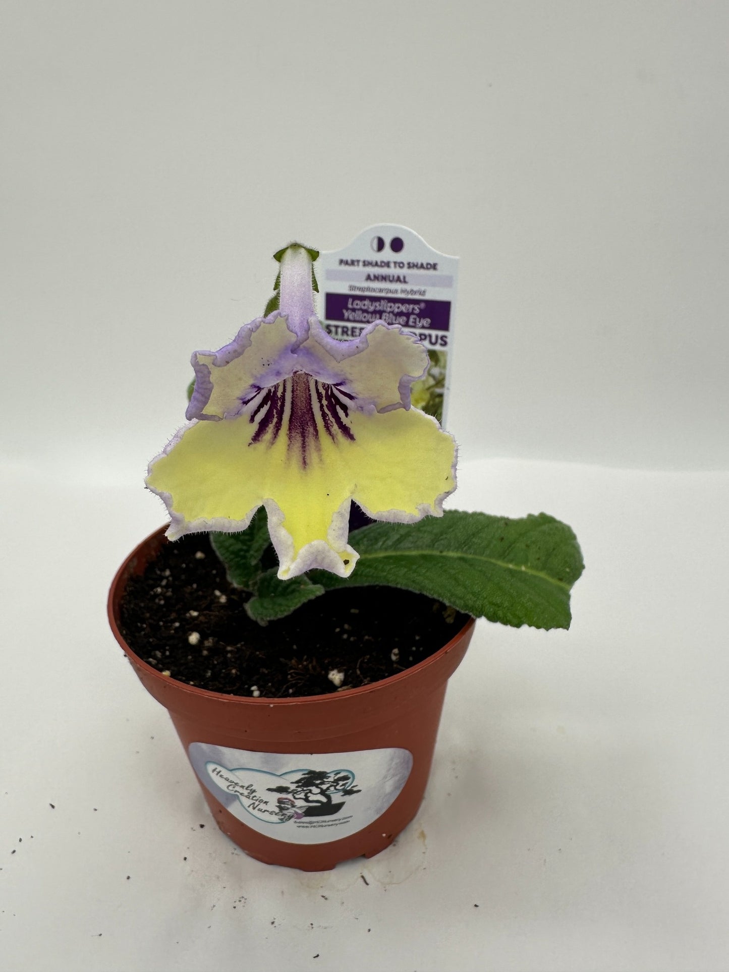 Yellow Blue Eye Streptocarpus Ladyslipper (Cape Primrose) Live Plant in 4" nursery pot