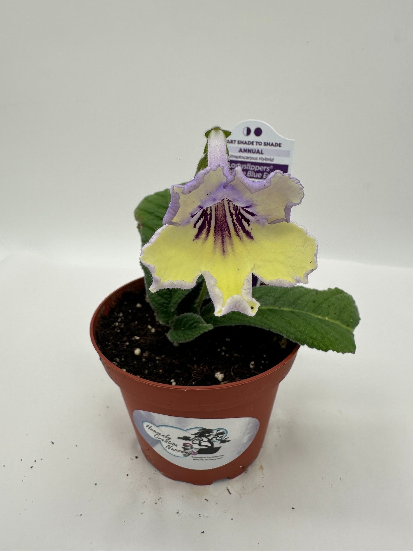 Yellow Blue Eye Streptocarpus Ladyslipper (Cape Primrose) Live Plant in 4" nursery pot