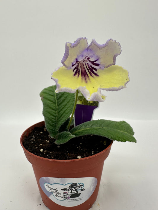 Yellow Blue Eye Streptocarpus Ladyslipper (Cape Primrose) Live Plant in 4" nursery pot