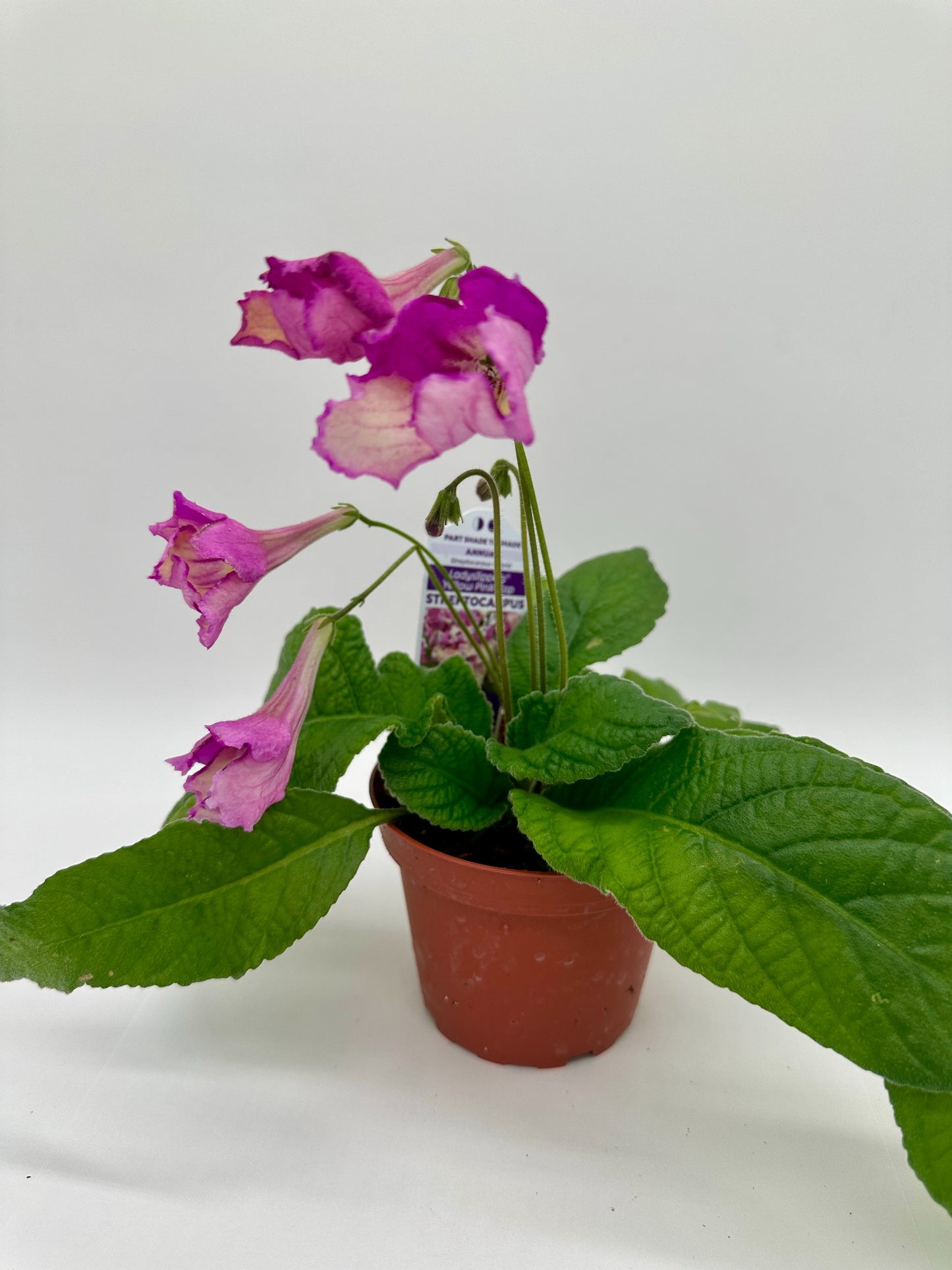 Yellow Pink Cap Streptocarpus Ladyslipper (Cape Primrose) Live Plant in 4" nursery pot