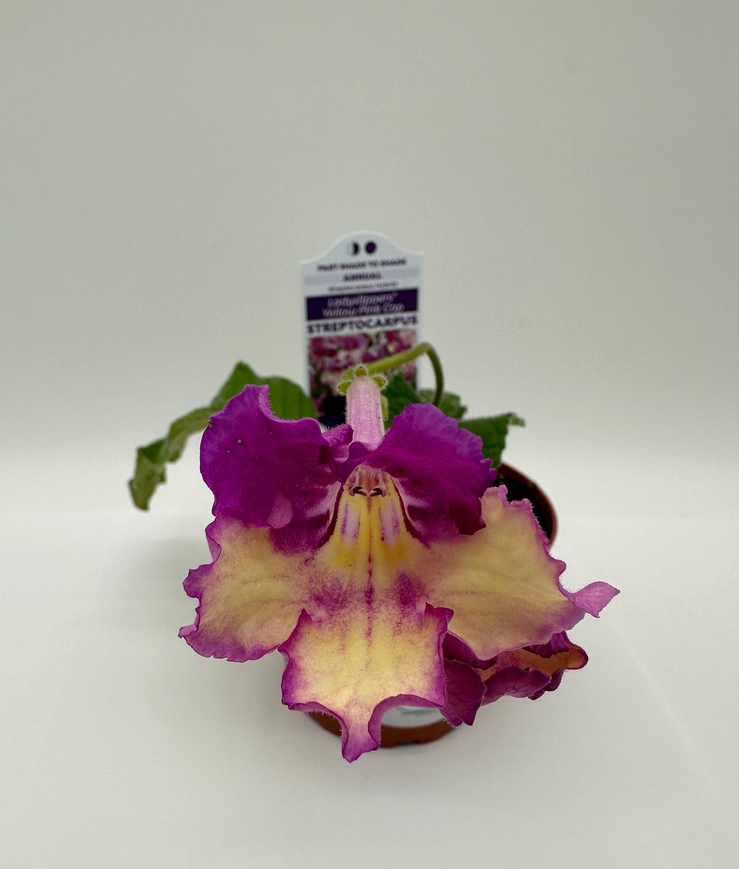 Yellow Pink Cap Streptocarpus Ladyslipper (Cape Primrose) Live Plant in 4" nursery pot