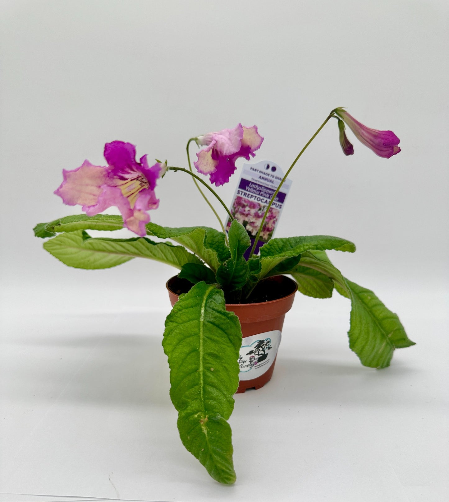 Yellow Pink Cap Streptocarpus Ladyslipper (Cape Primrose) Live Plant in 4" nursery pot