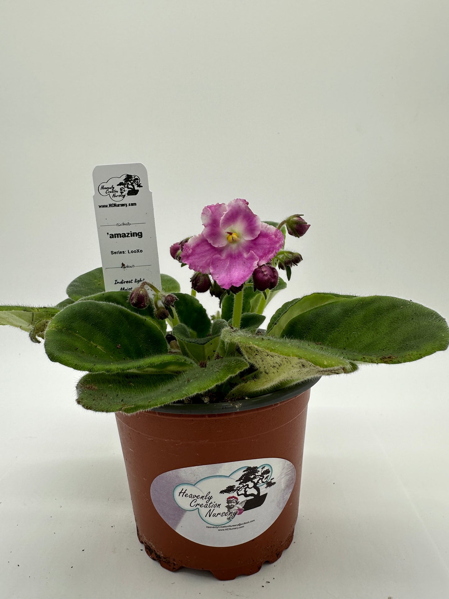 amazing - Live African Violet 4" - Series: LooXo