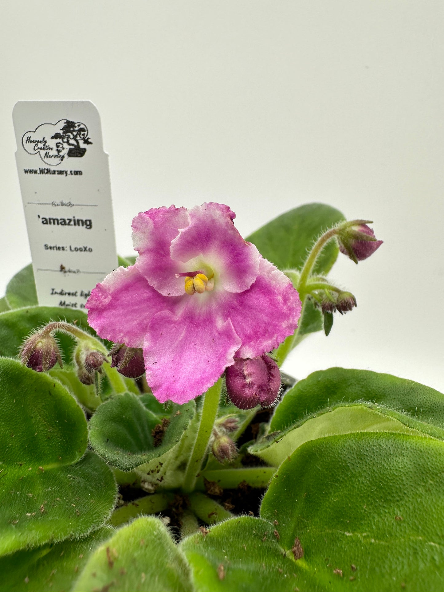 amazing - Live African Violet 4" - Series: LooXo