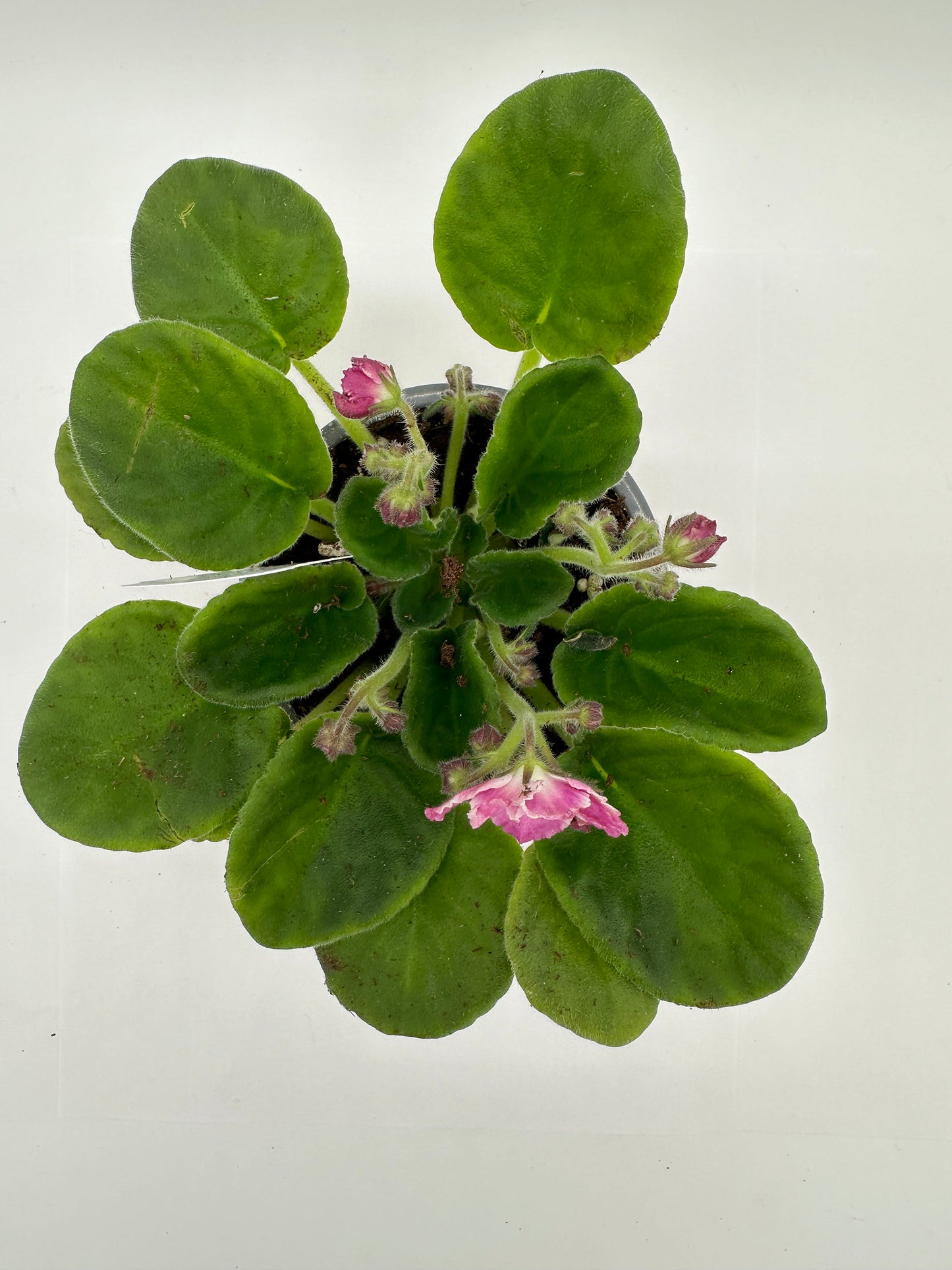 amazing - Live African Violet 4" - Series: LooXo