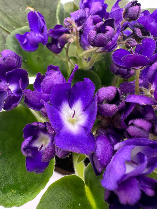 gorgeous - Live African Violet 4" - Series: LooXo
