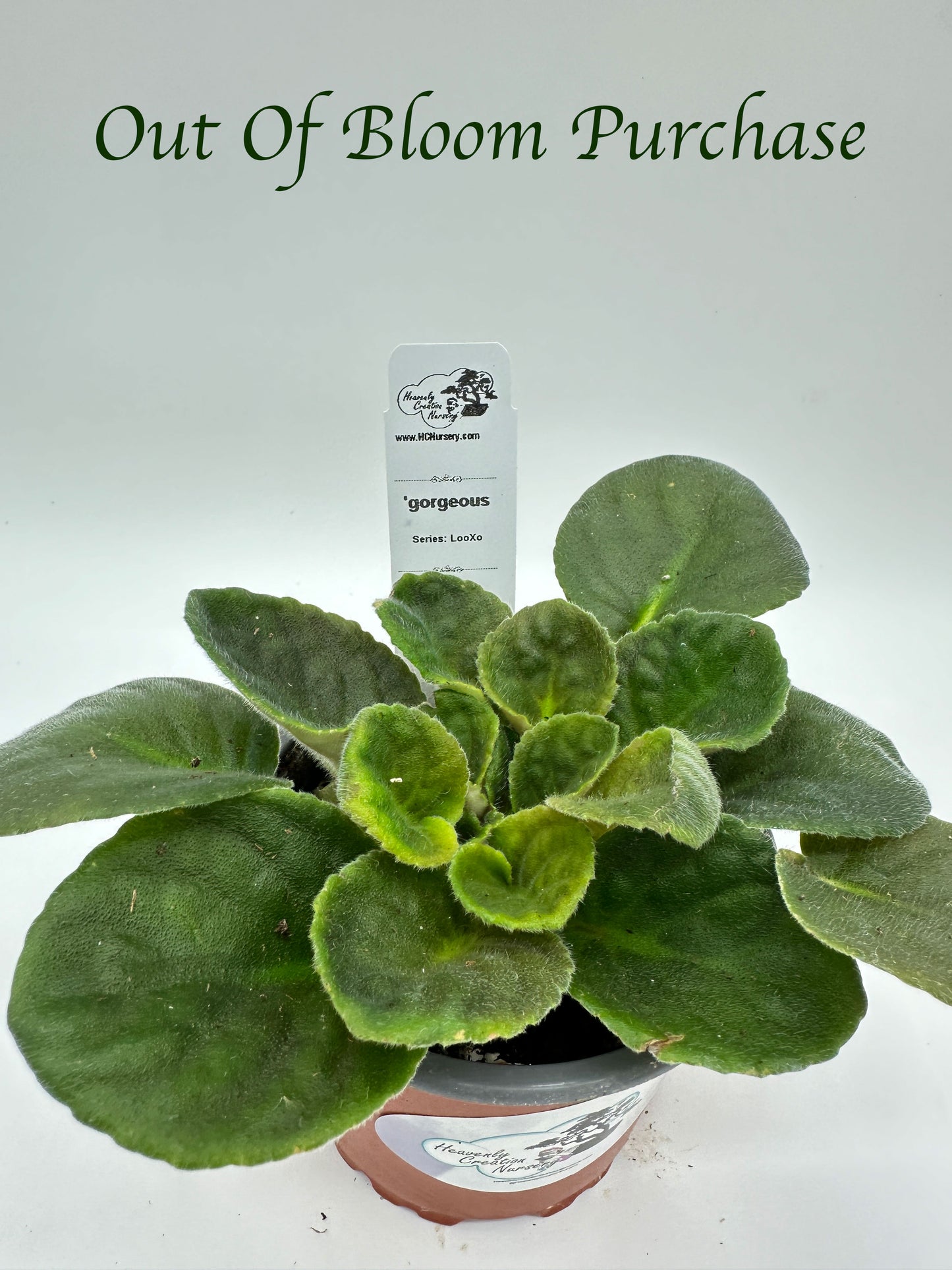 'gorgeous - Live African Violet 4" - Series: LooXo