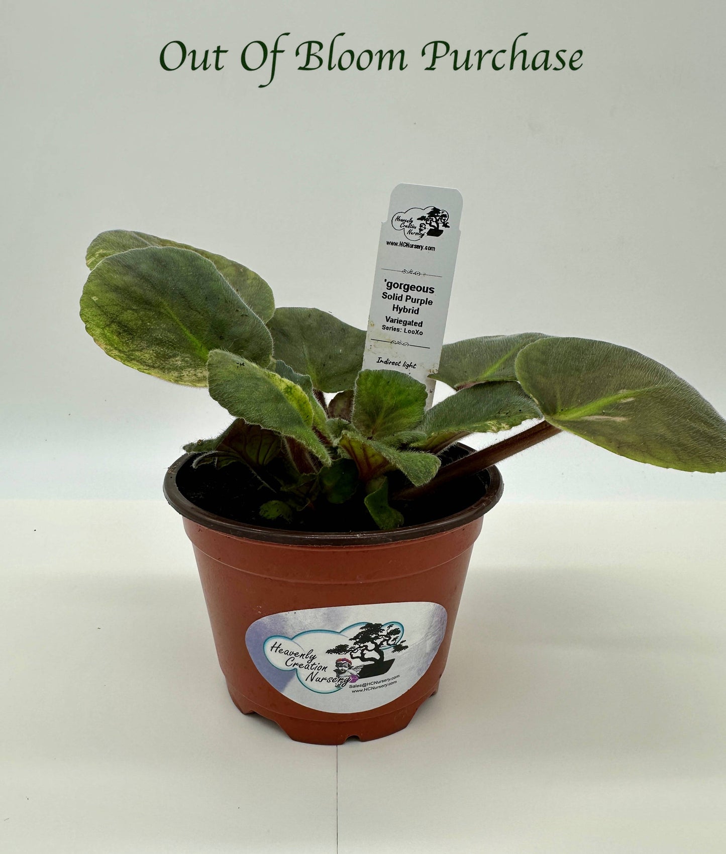 gorgeous - Solid Purple Hybrid - Variegated - Live African Violet 4" - Series: LooXo