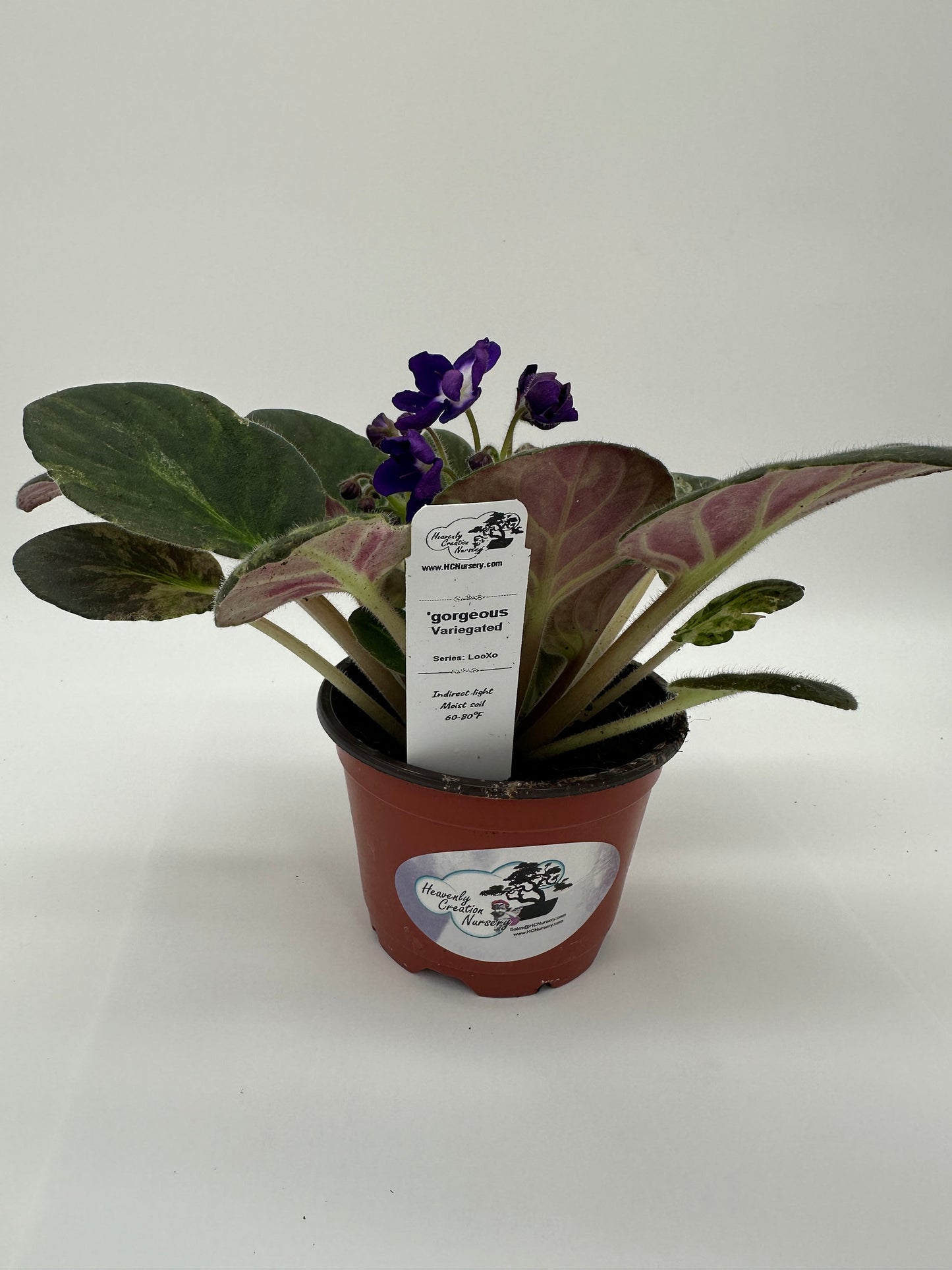 gorgeous - Variegated (Rare) - Live African Violet 4" - Series: LooXo