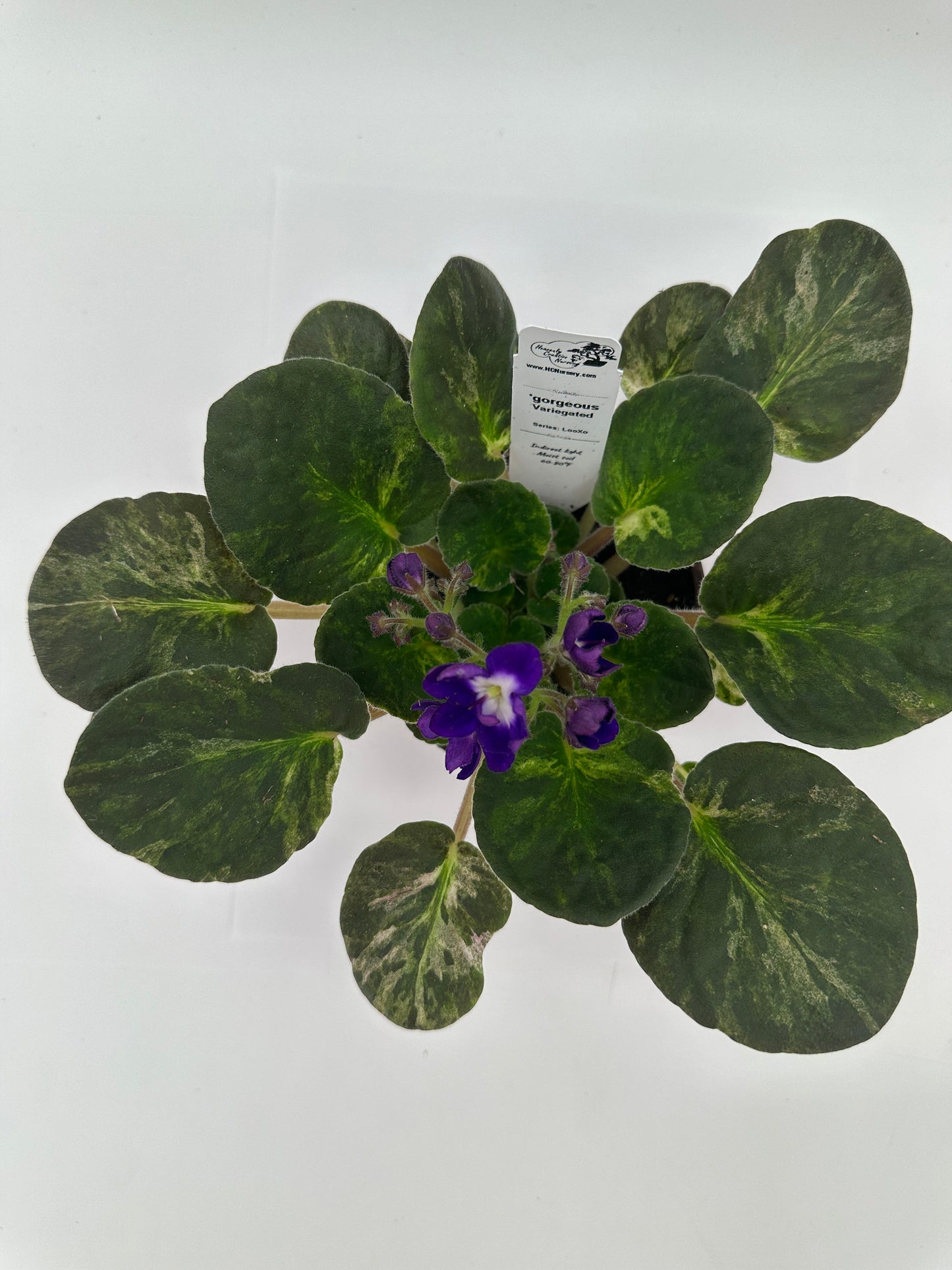 gorgeous - Variegated (Rare) - Live African Violet 4" - Series: LooXo