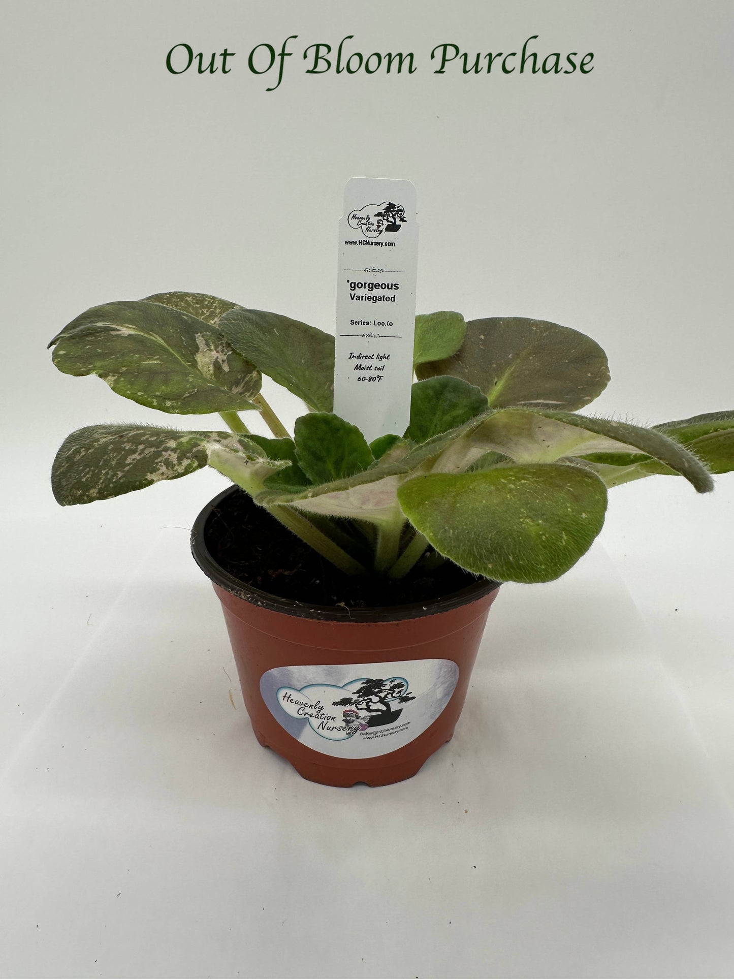 gorgeous - Variegated (Rare) - Live African Violet 4" - Series: LooXo