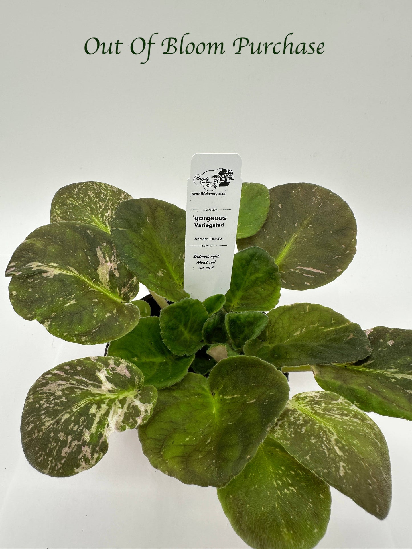 gorgeous - Variegated (Rare) - Live African Violet 4" - Series: LooXo