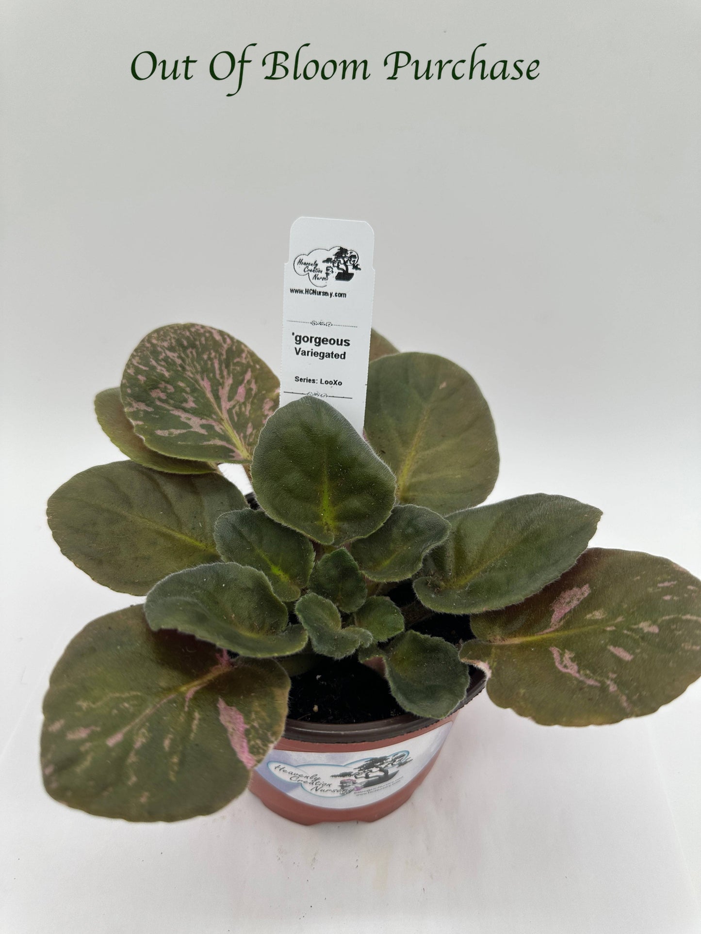 gorgeous - Variegated (Rare) - Live African Violet 4" - Series: LooXo