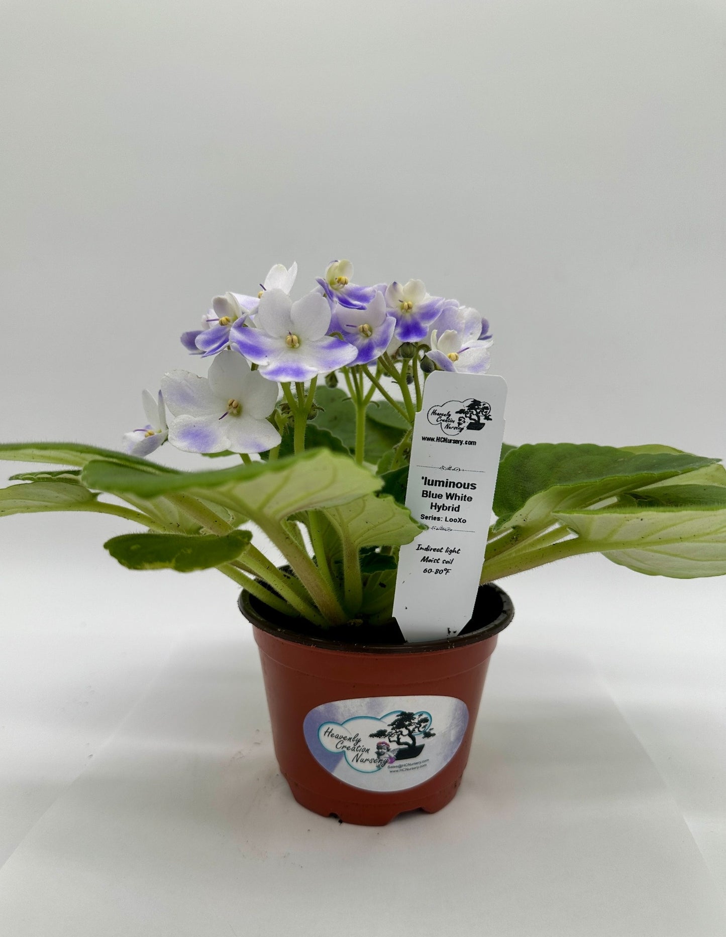 'luminous - Blue White Hybrid - Live African Violet 4" - Series: LooXo