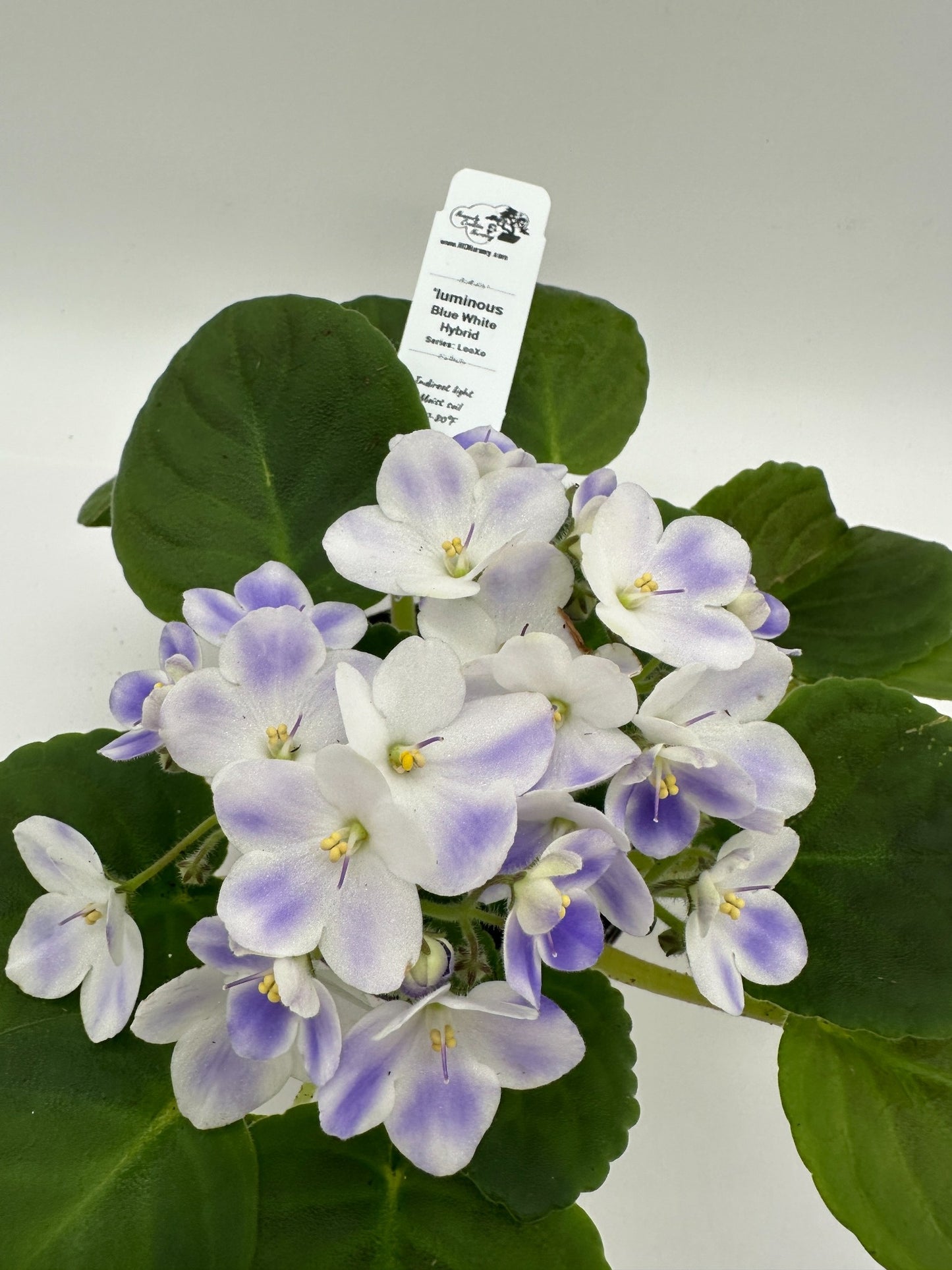 'luminous - Blue White Hybrid - Live African Violet 4" - Series: LooXo