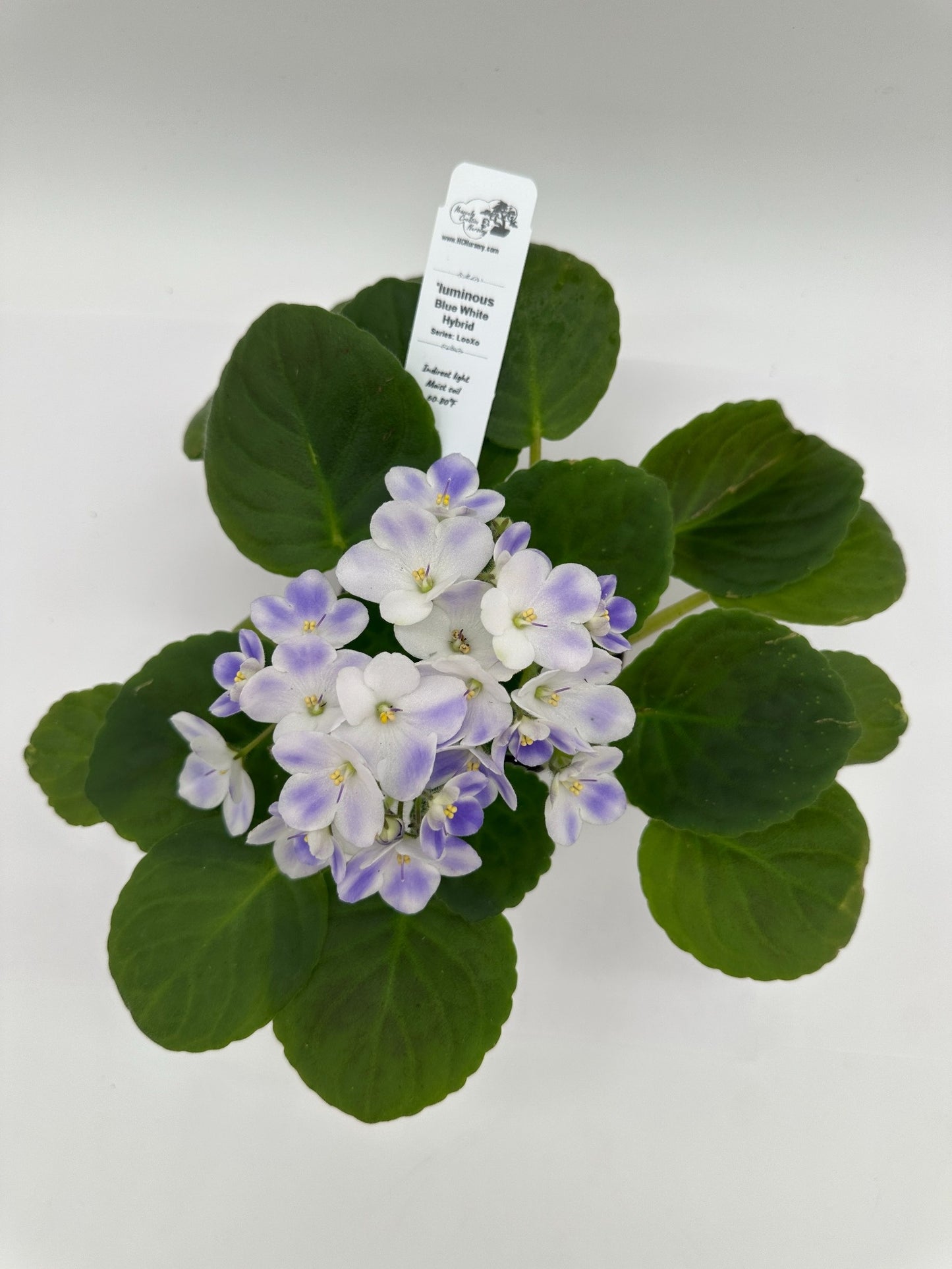 'luminous - Blue White Hybrid - Live African Violet 4" - Series: LooXo