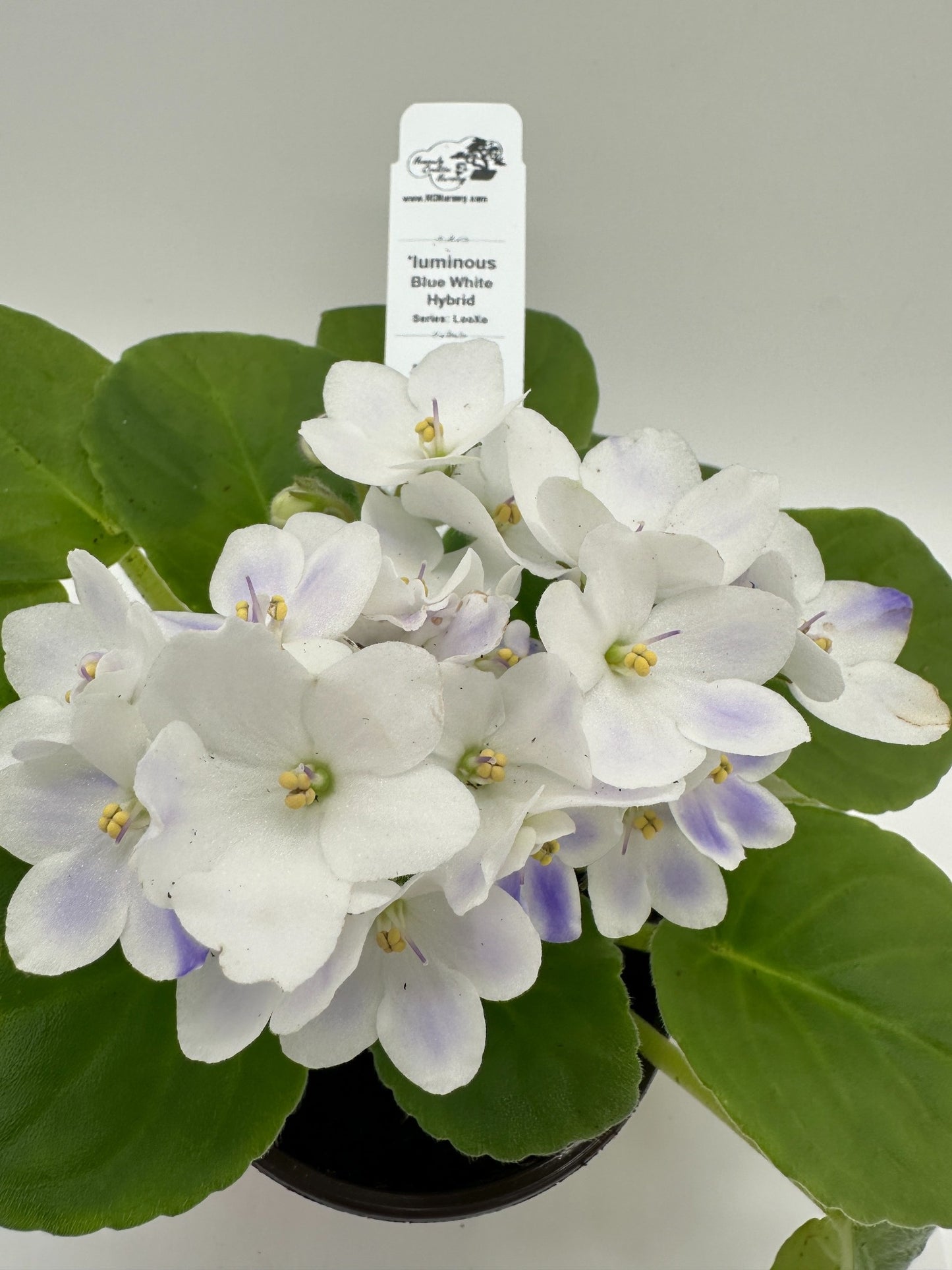 'luminous - Blue White Hybrid - Live African Violet 4" - Series: LooXo