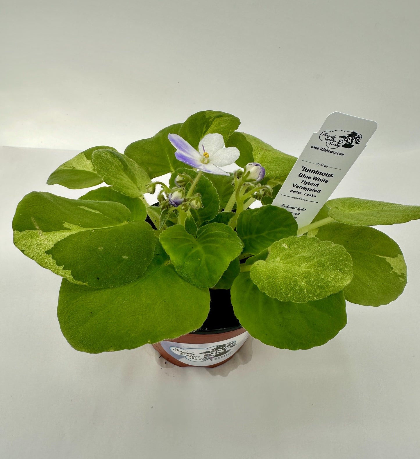 'luminous - Blue White Hybrid - Variegated (Rare) - Live African Violet 4" - Series: LooXo