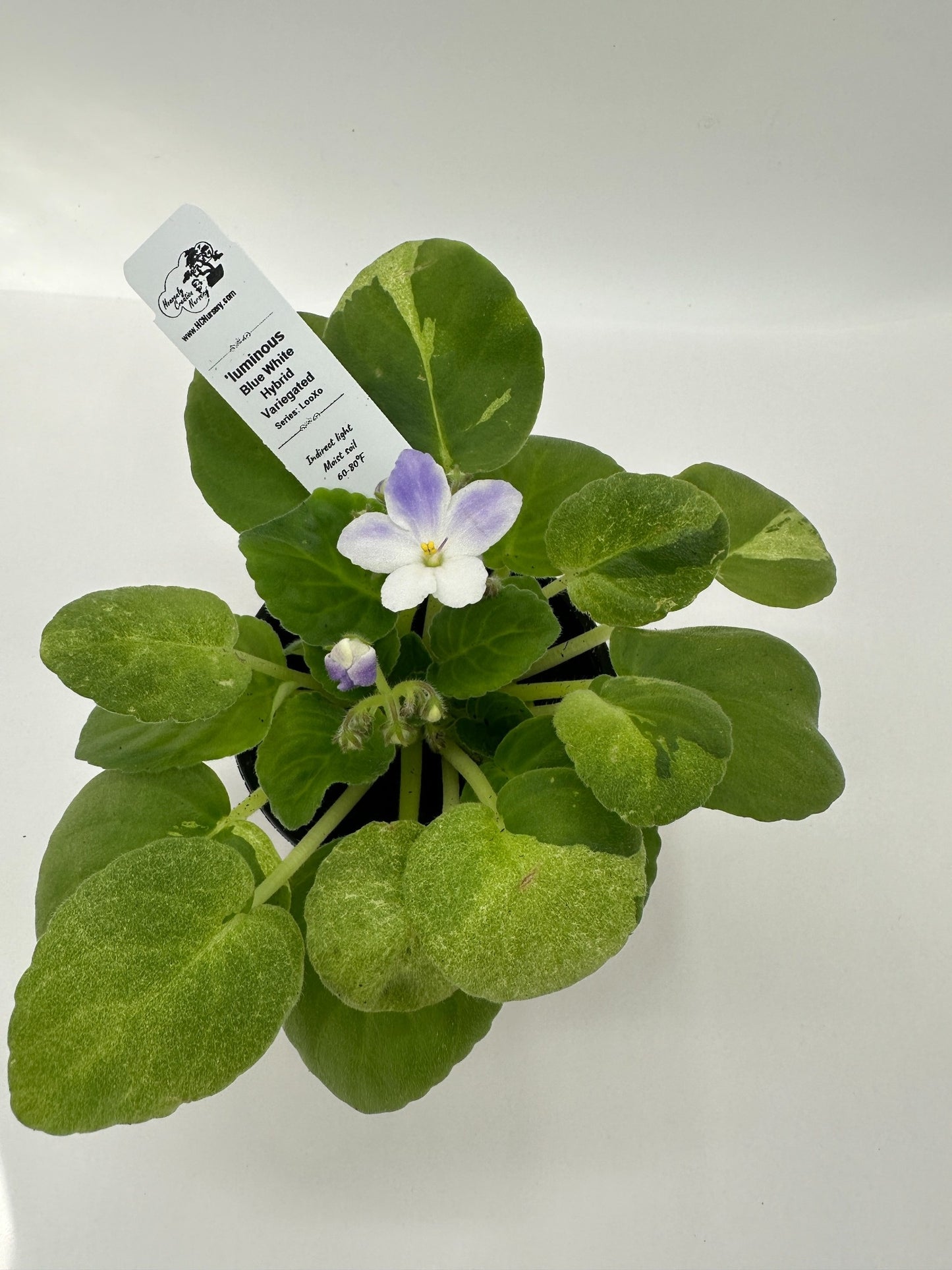 'luminous - Blue White Hybrid - Variegated (Rare) - Live African Violet 4" - Series: LooXo