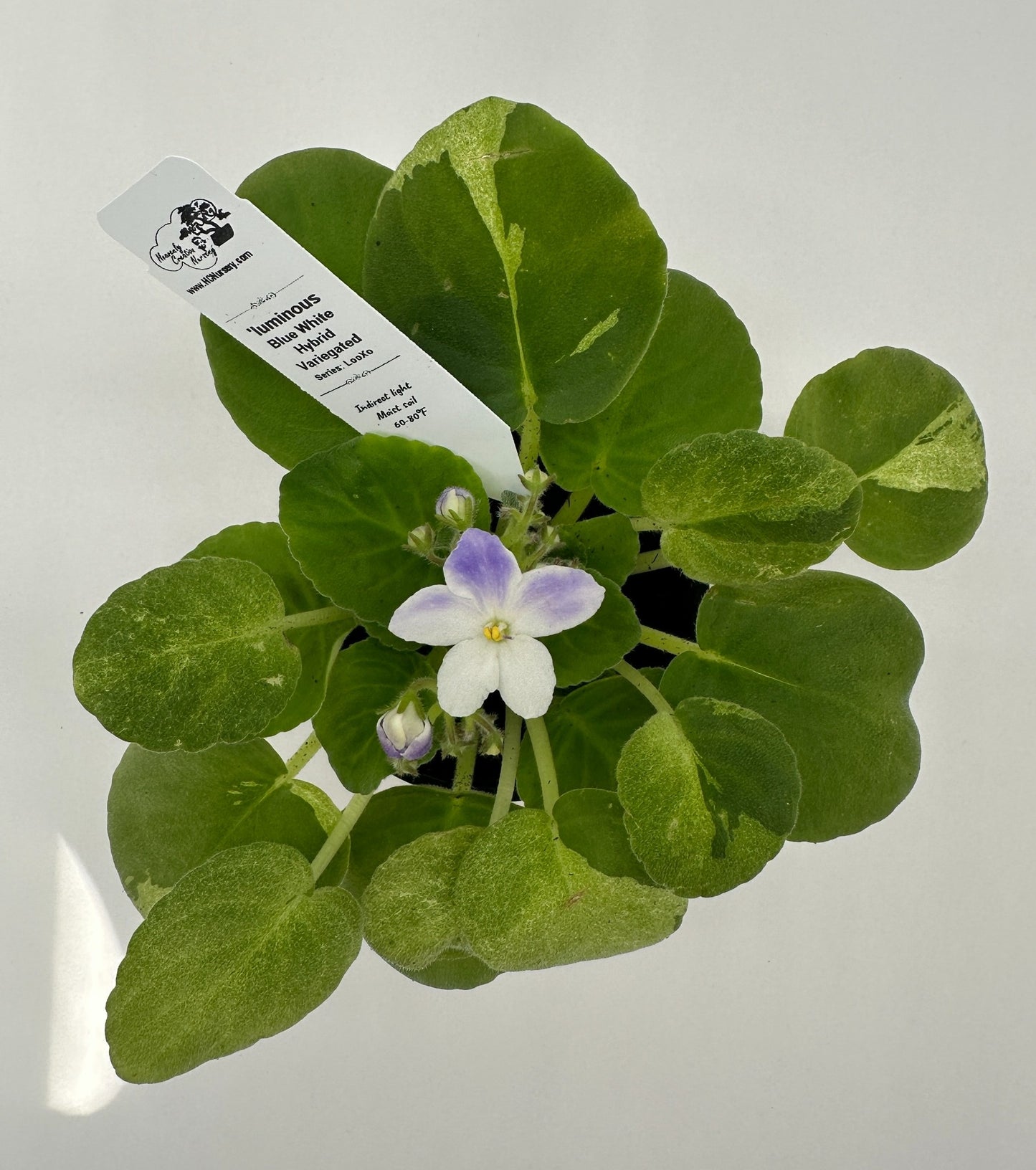 'luminous - Blue White Hybrid - Variegated (Rare) - Live African Violet 4" - Series: LooXo