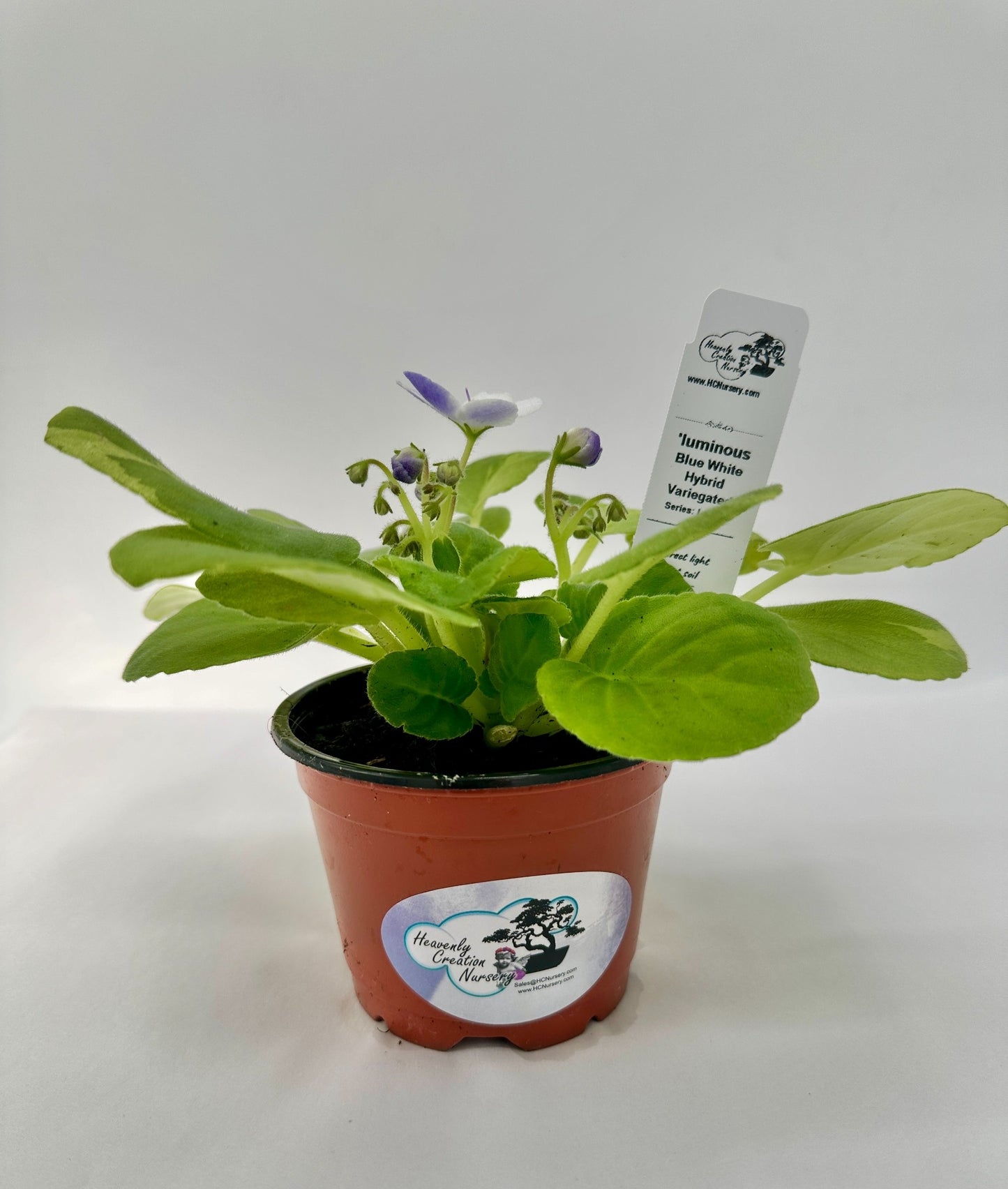 'luminous - Blue White Hybrid - Variegated (Rare) - Live African Violet 4" - Series: LooXo