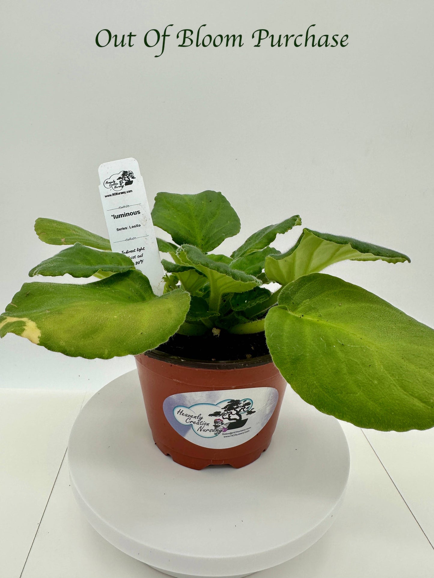 'luminous - Live African Violet 4" - Series: LooXo