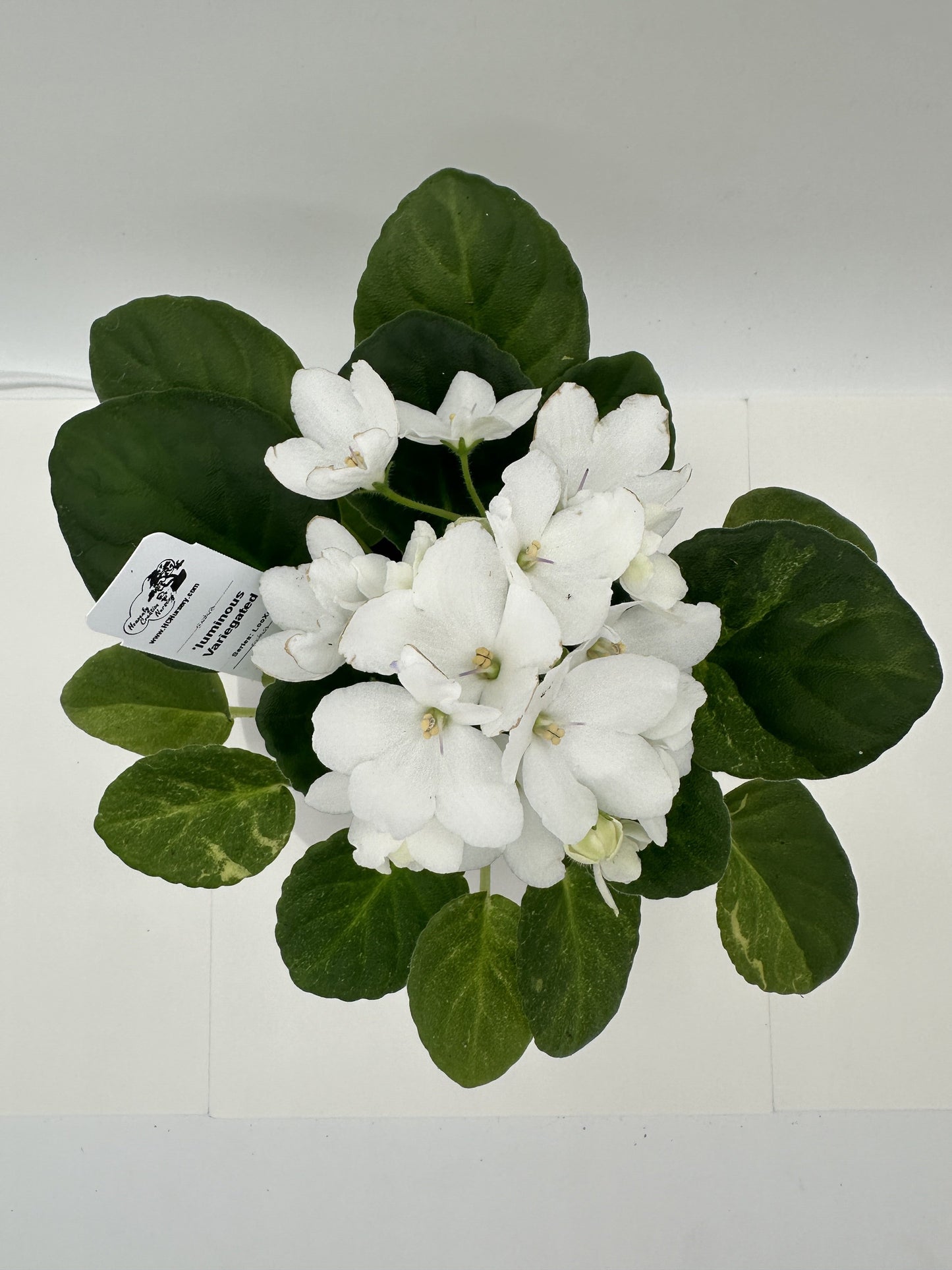 'luminous - Variegated (Rare) - Live African Violet 4" - Series: LooXo