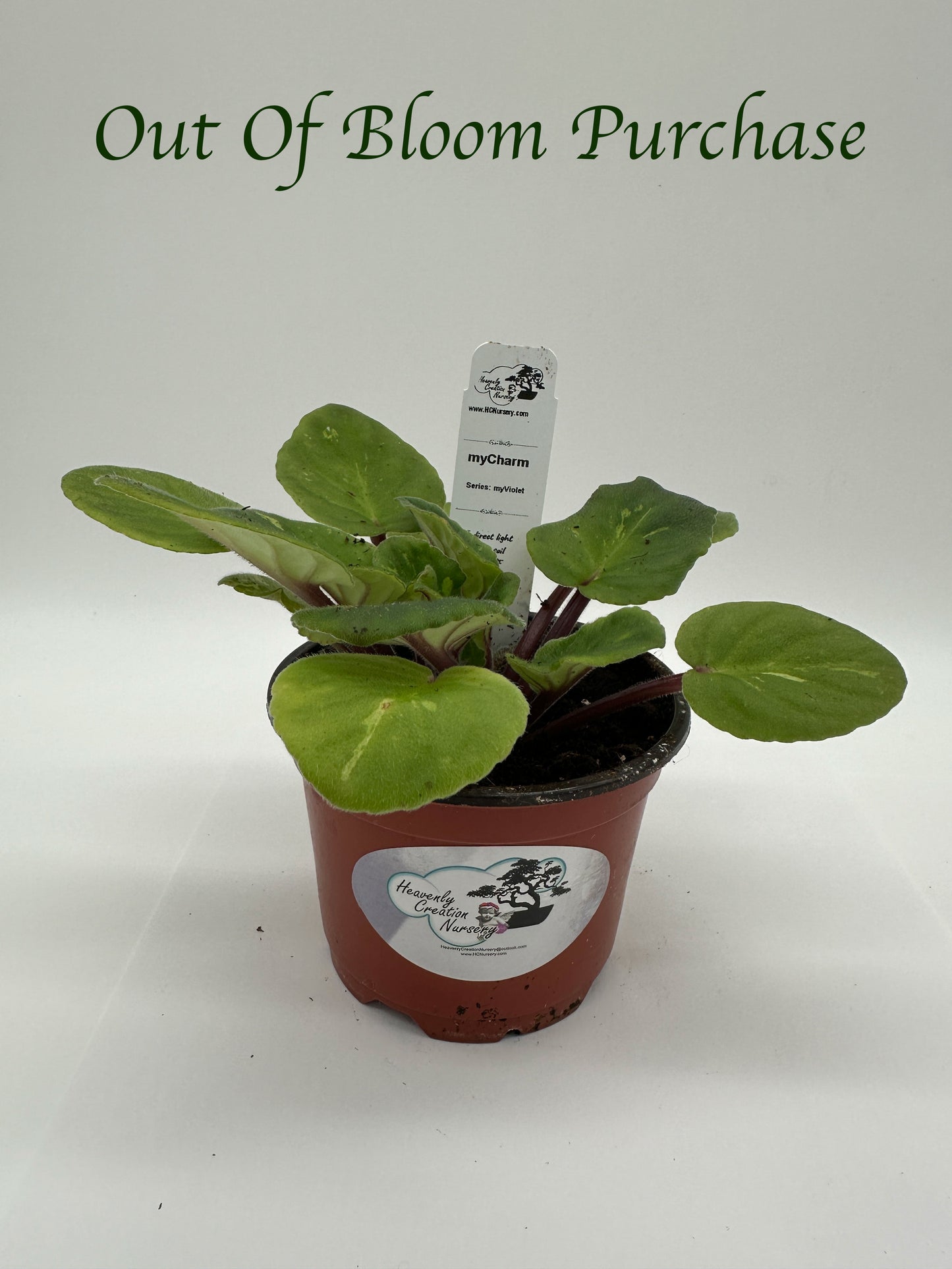 myCharm - Live African Violet 4" - Series: myViolet