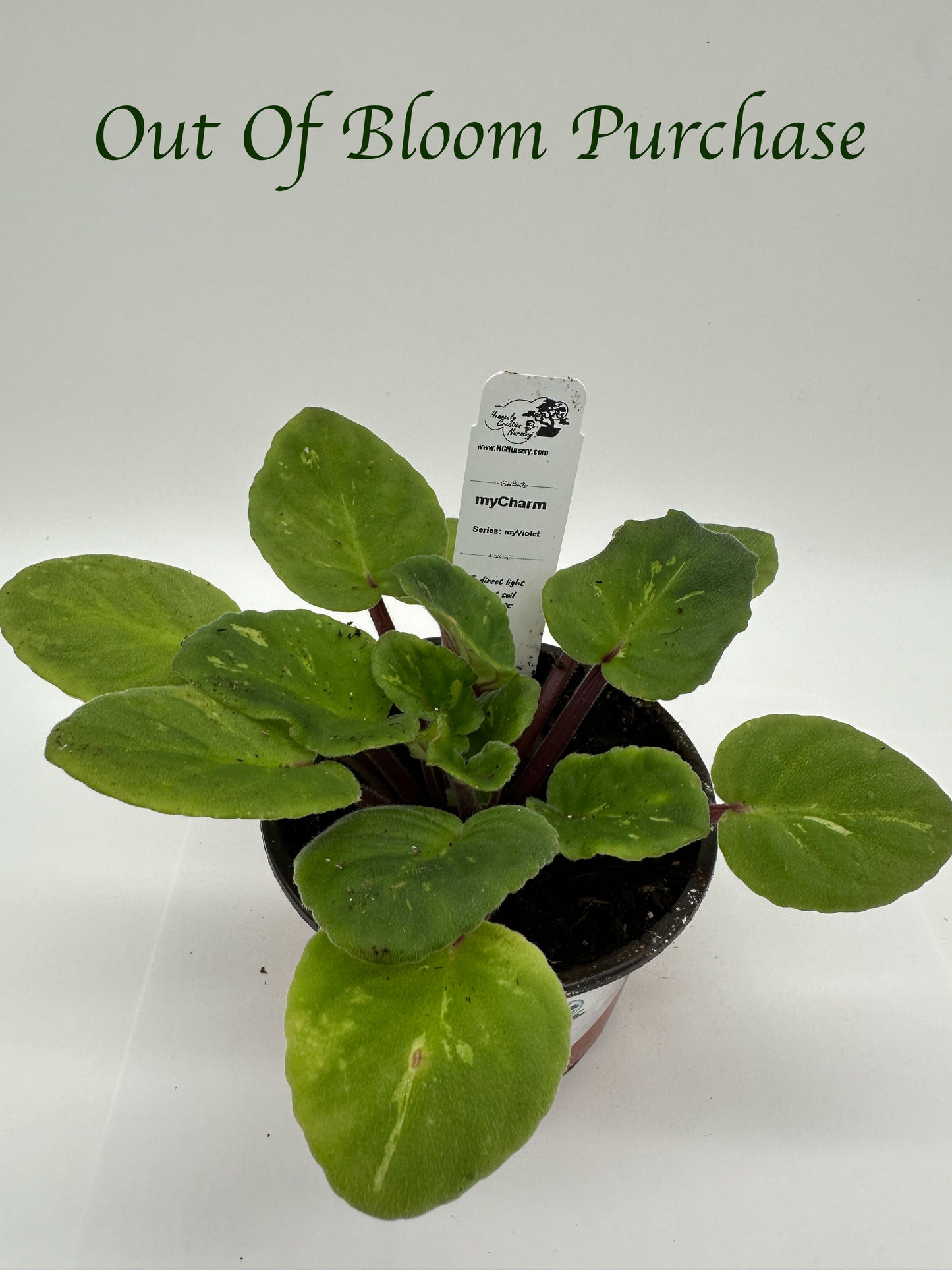 myCharm - Live African Violet 4" - Series: myViolet