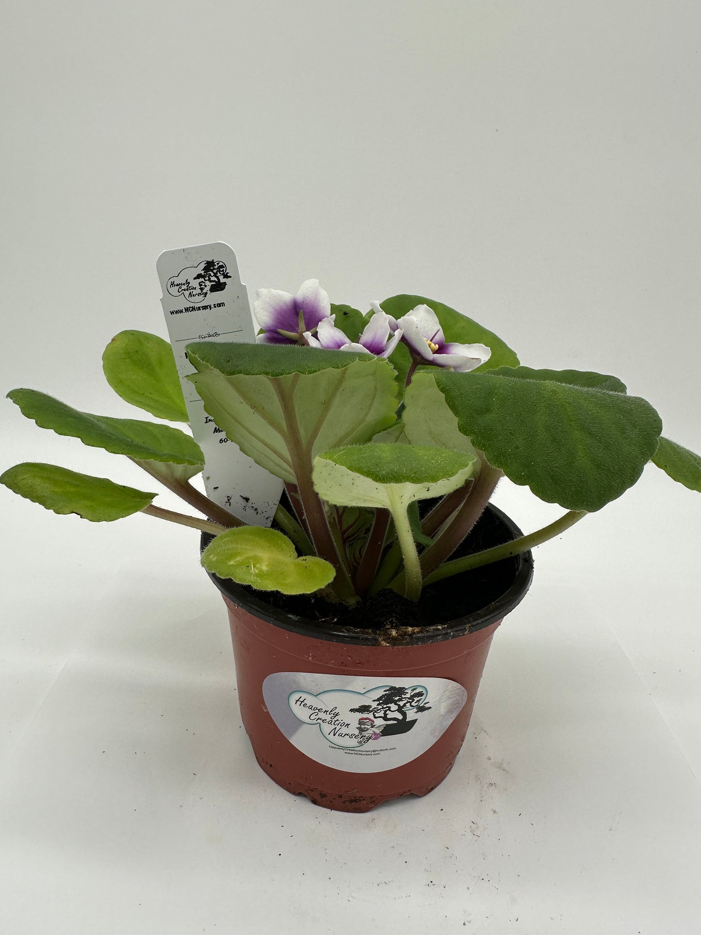 myCharm - Live African Violet 4" - Series: myViolet