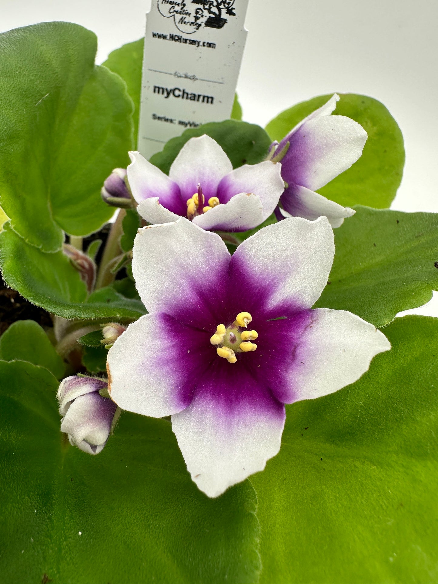 myCharm - Live African Violet 4" - Series: myViolet
