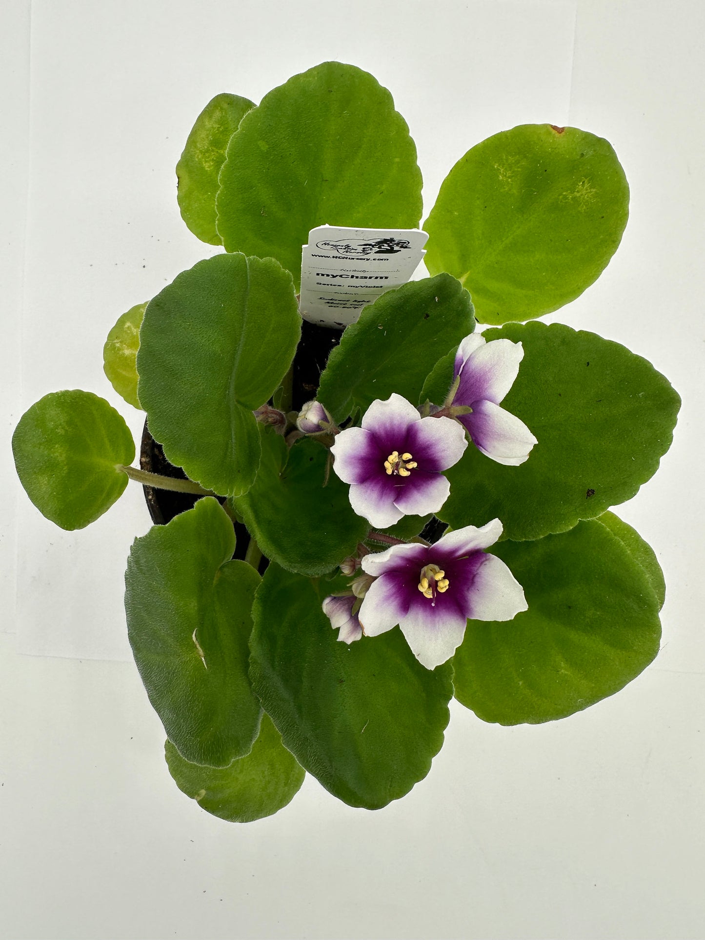 myCharm - Live African Violet 4" - Series: myViolet