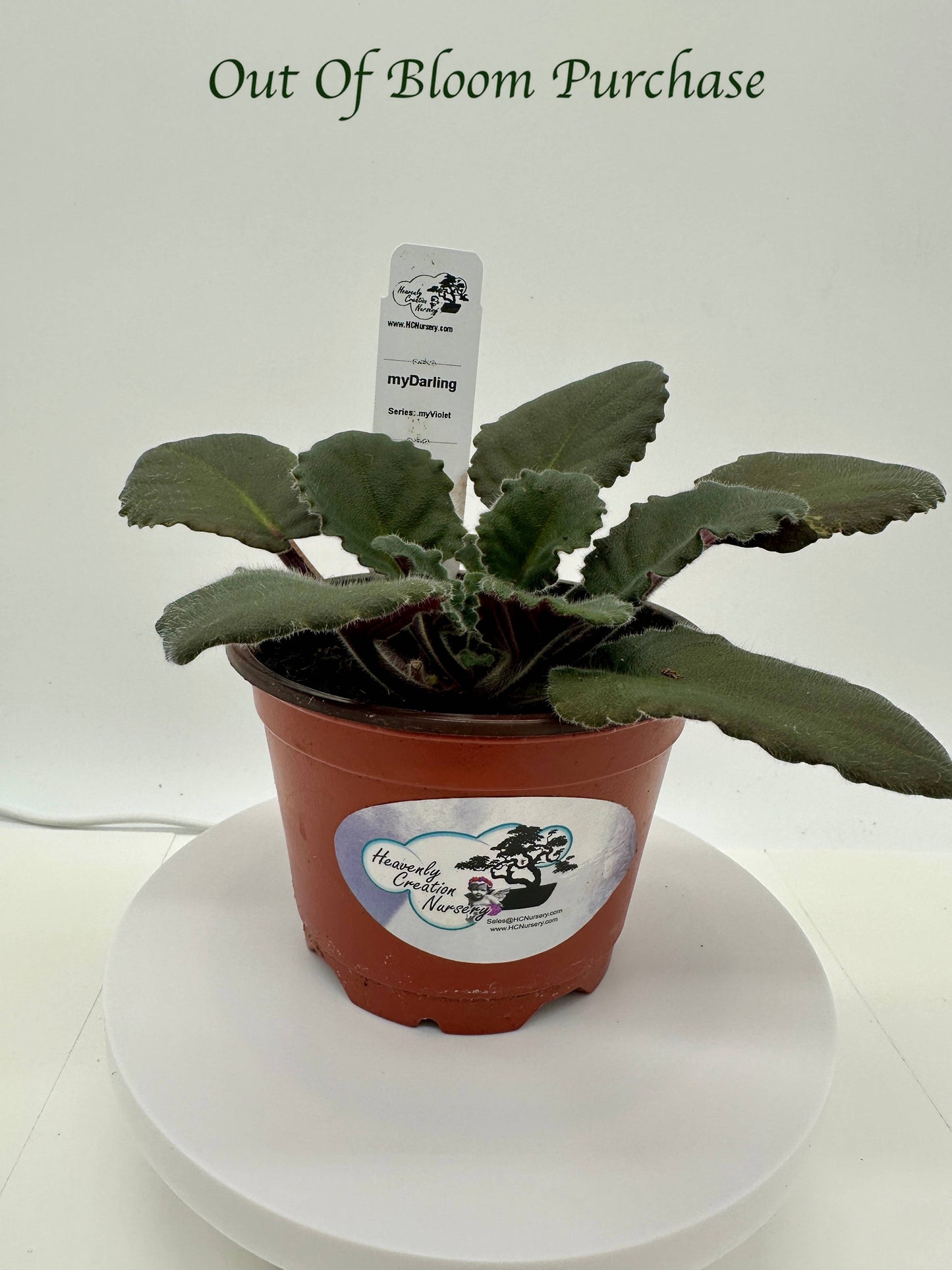 myDarling - Live African Violet 4" - Series: myViolet