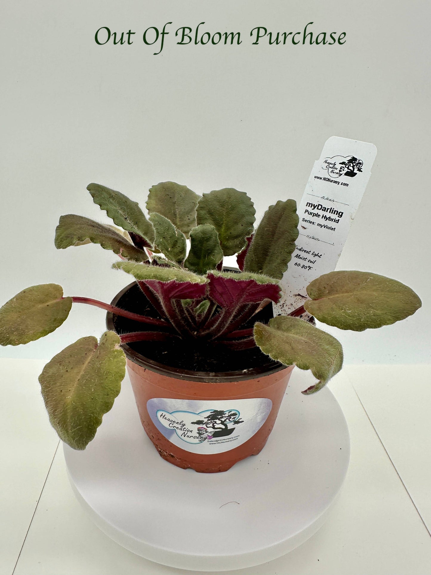 myDarling - Purple Hybrid - Live African Violet 4" - Series: myViolet