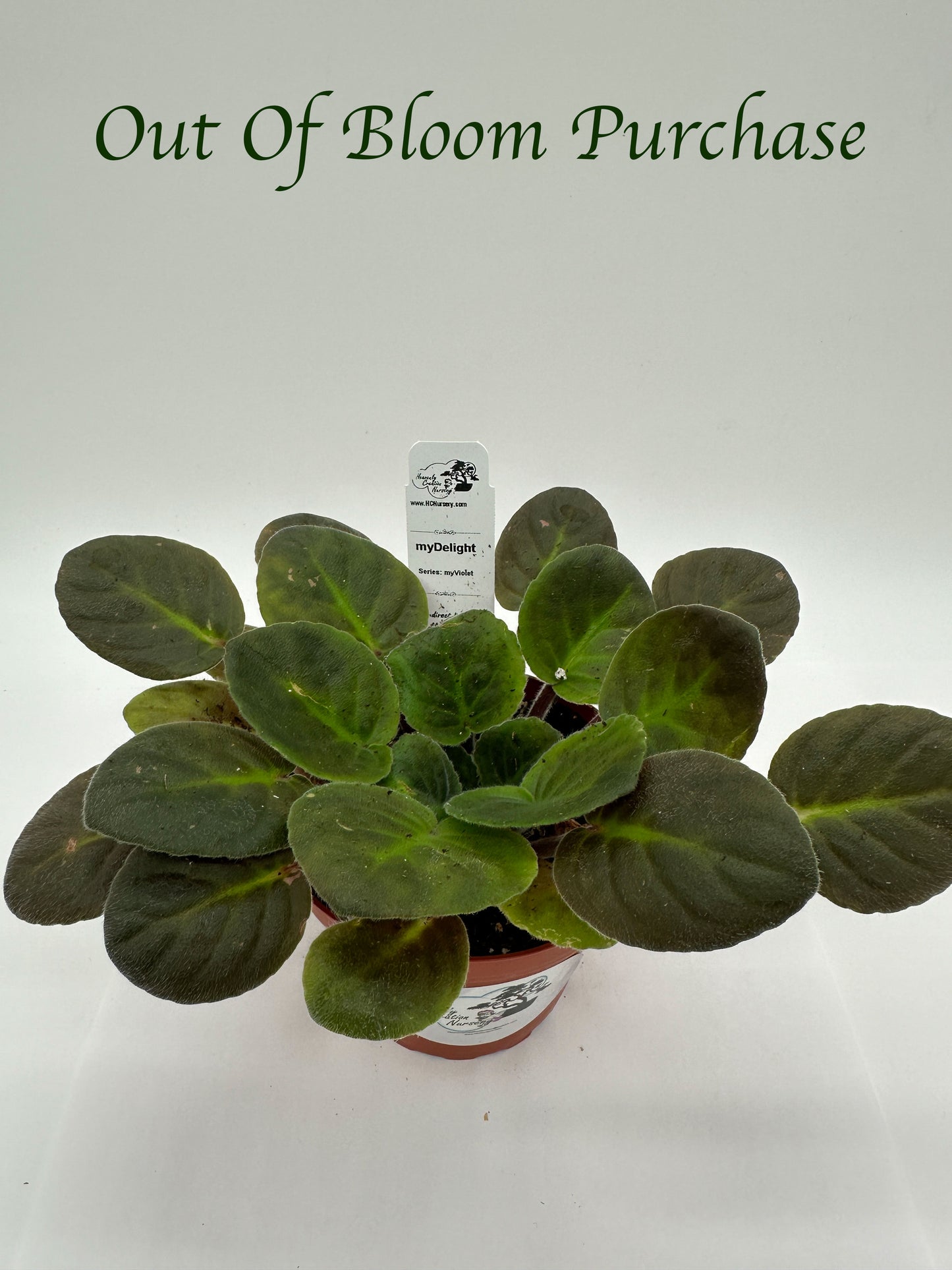 myDelight - Live African Violet 4" - Series: myViolet