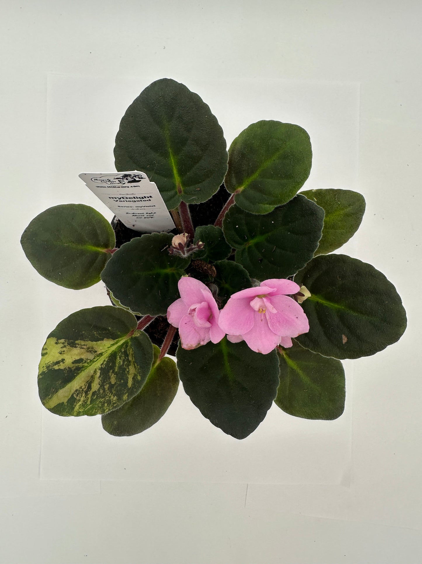 myDelight - Variegated (Rare) - Live African Violet 4" - Series: myViolet