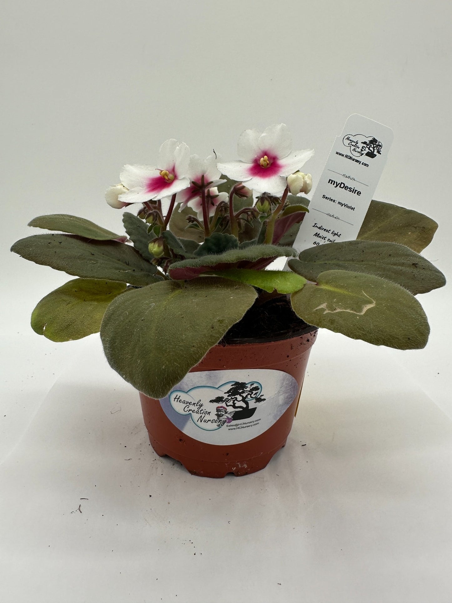 myDesire - Live African Violet 4" - Series: myViolet
