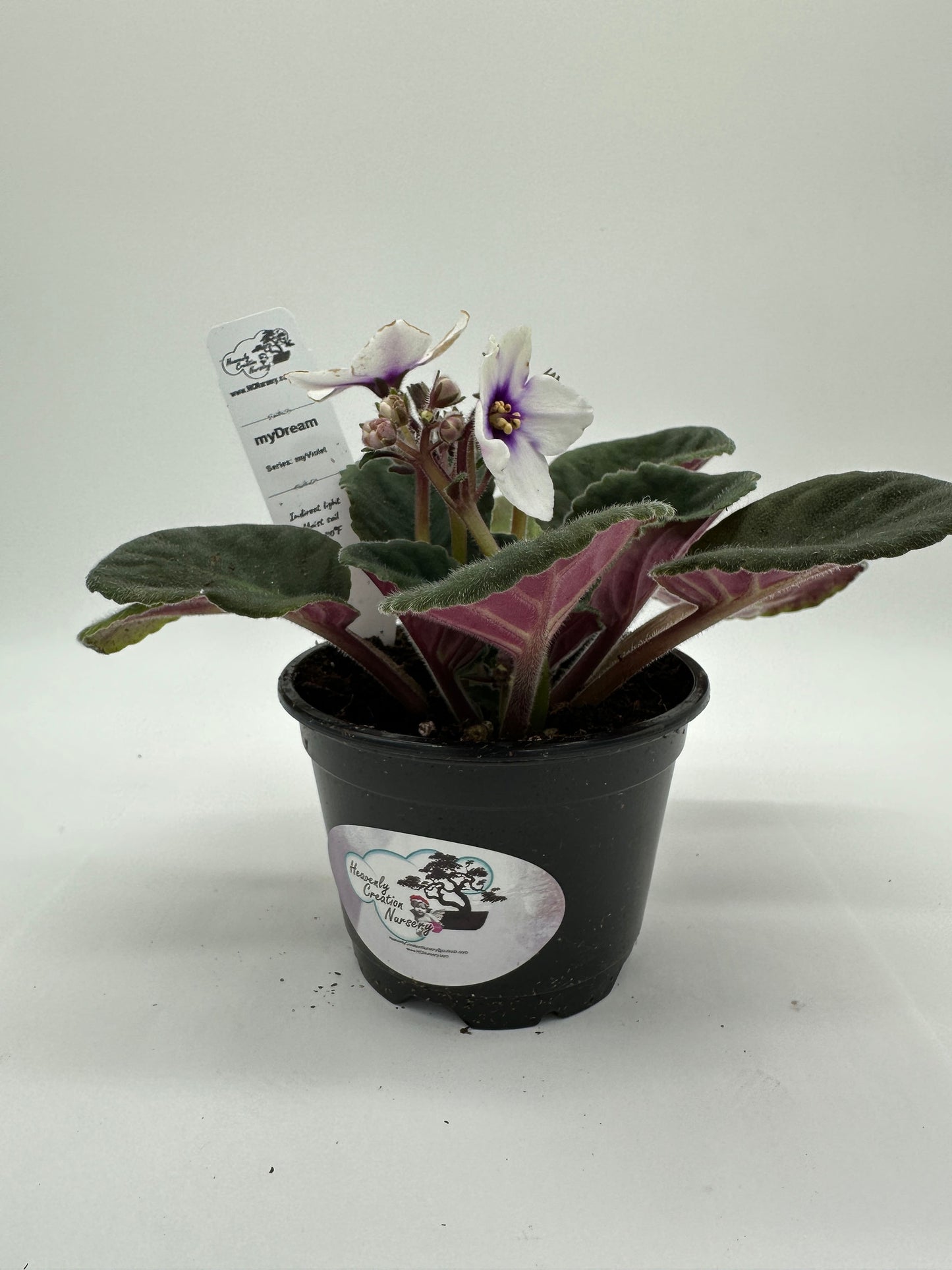 myDream - Live African Violet 4" - Series: myViolet