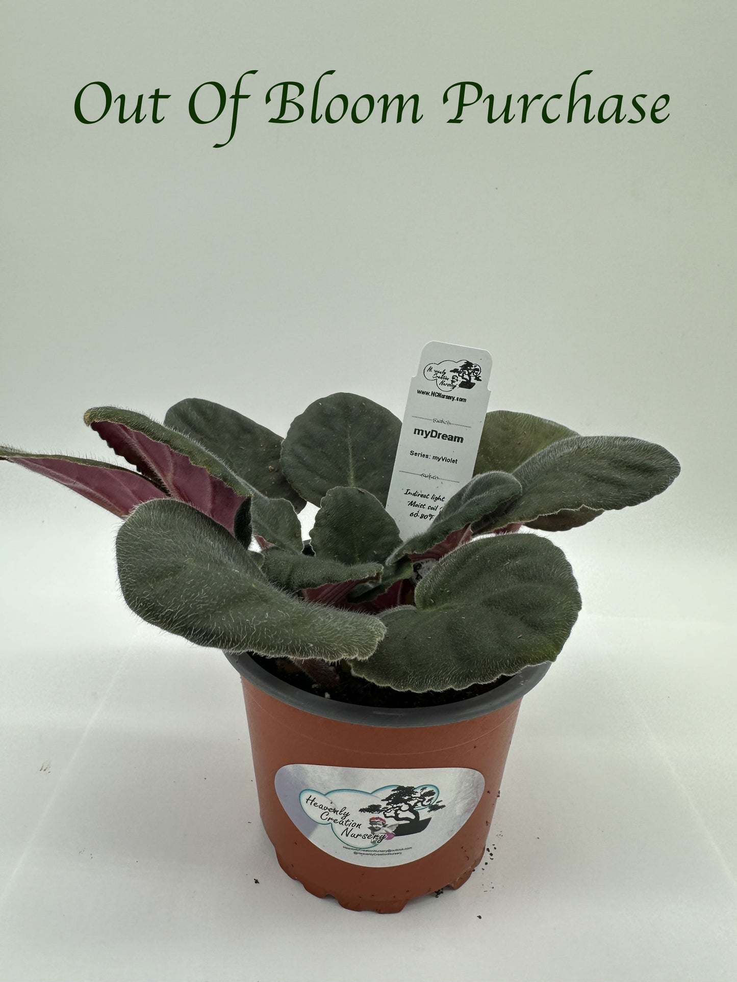 myDream - Live African Violet 4" - Series: myViolet