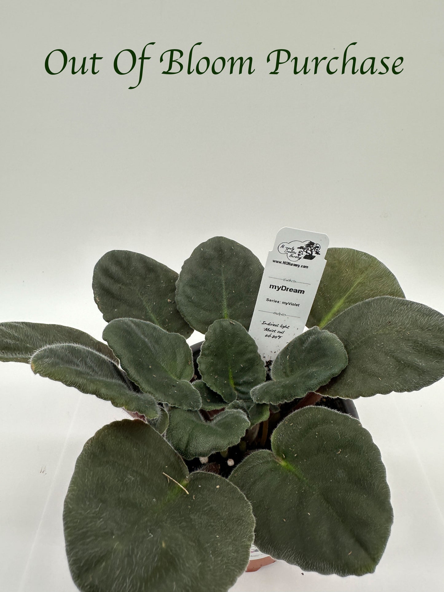 myDream - Live African Violet 4" - Series: myViolet