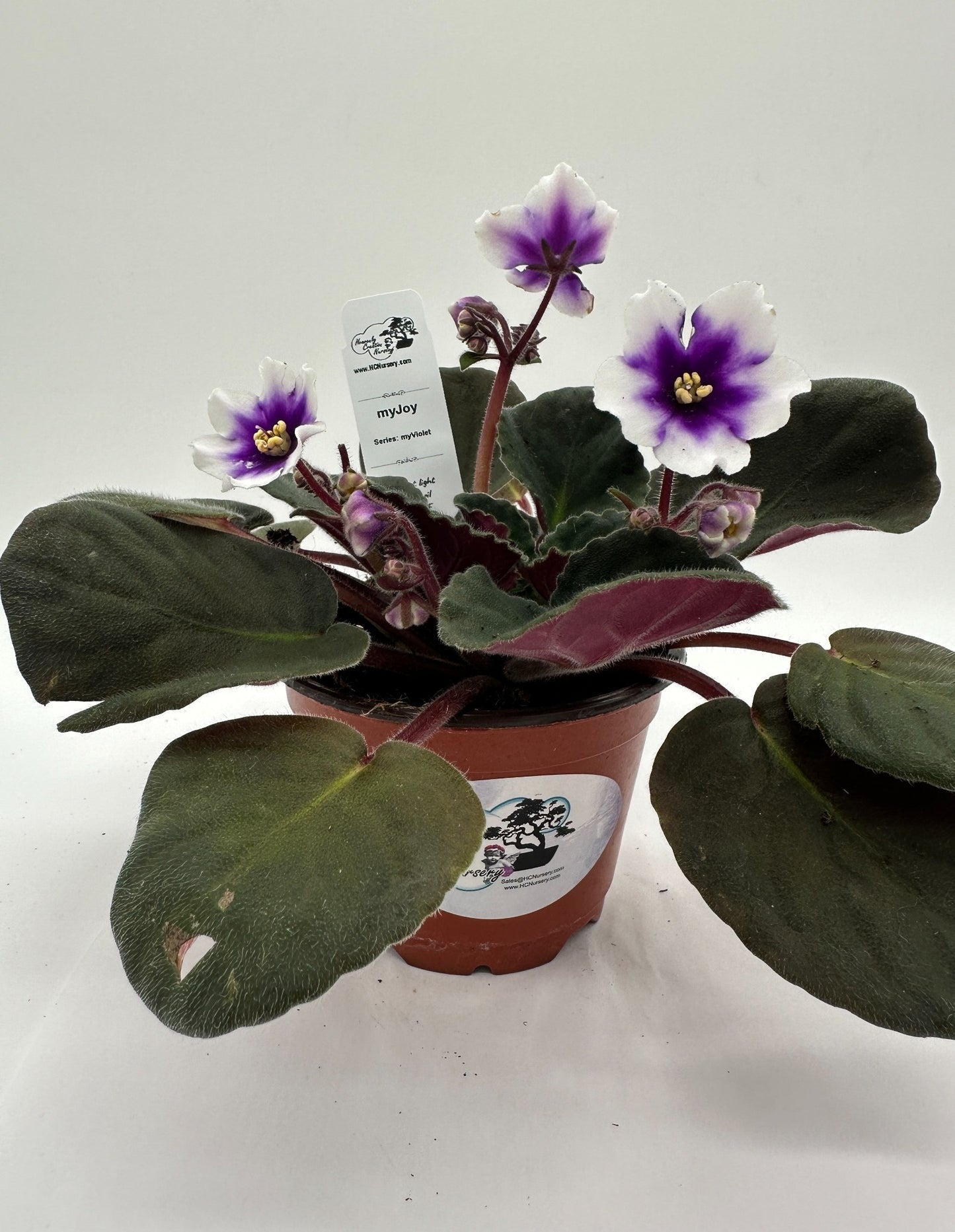 myJoy - Live African Violet 4" - Series: myViolet