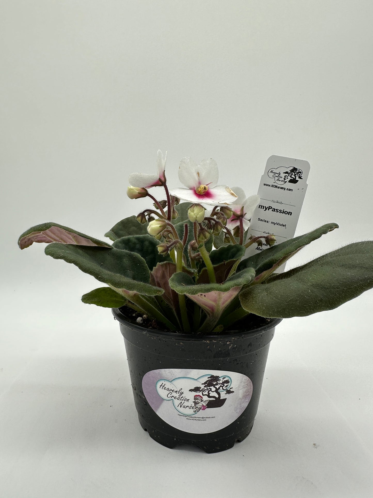 myPassion - Live African Violet 4" - Series: myViolet