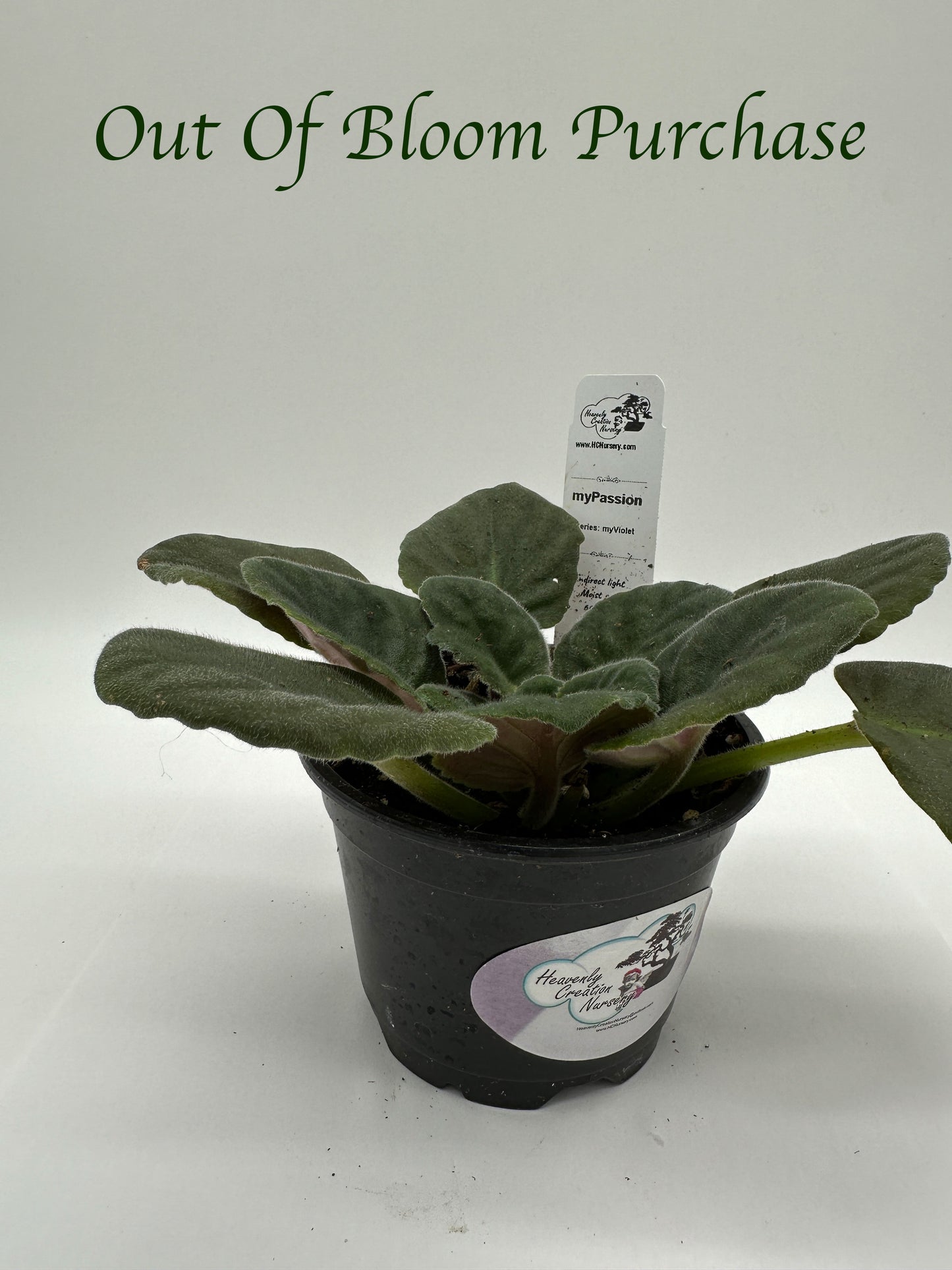 myPassion - Live African Violet 4" - Series: myViolet